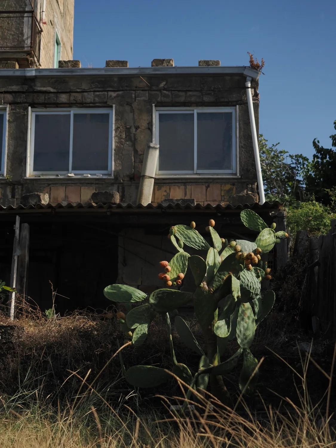 Fichi d'india al mare