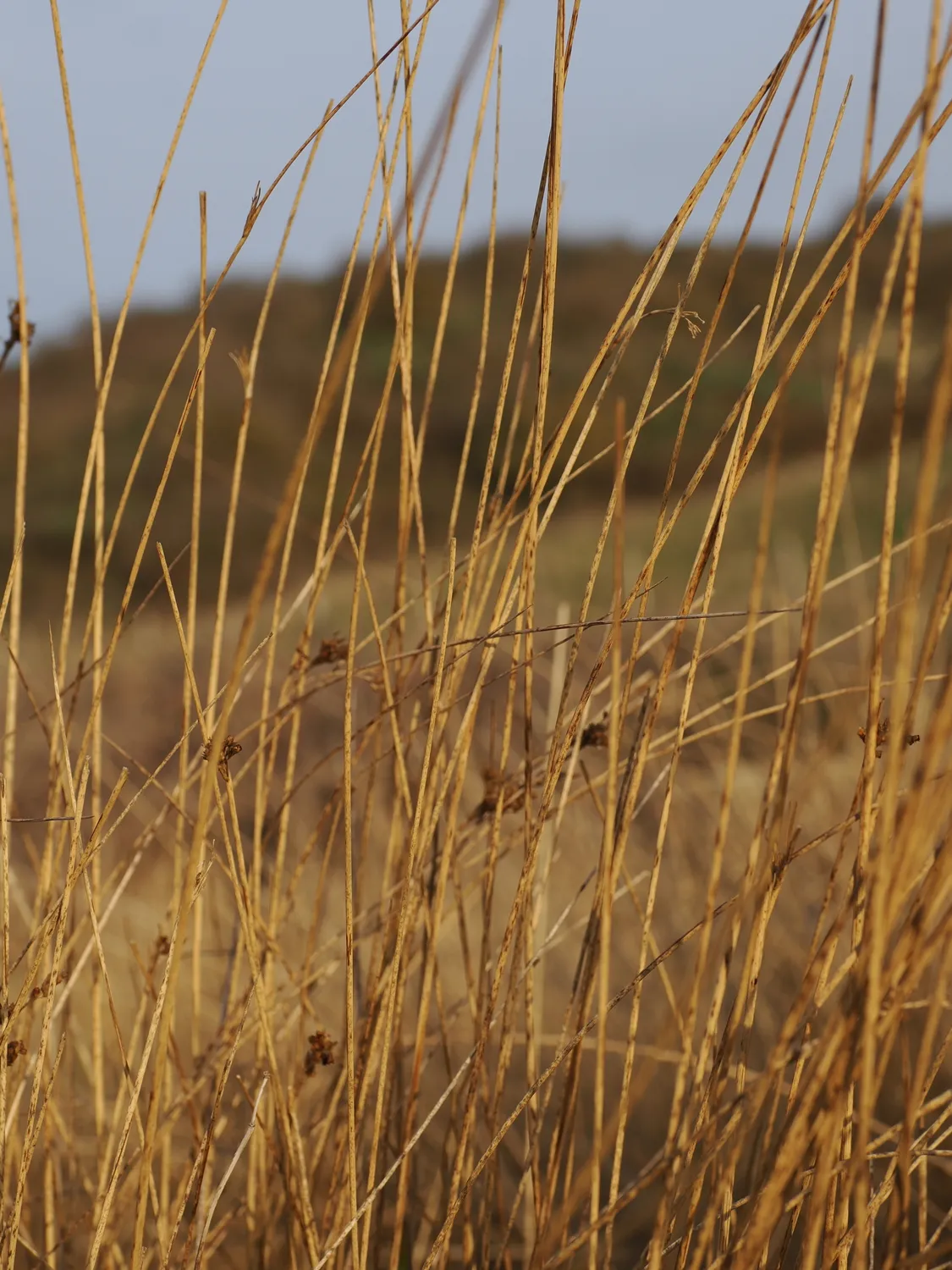 La Pampa di Tagghjavia