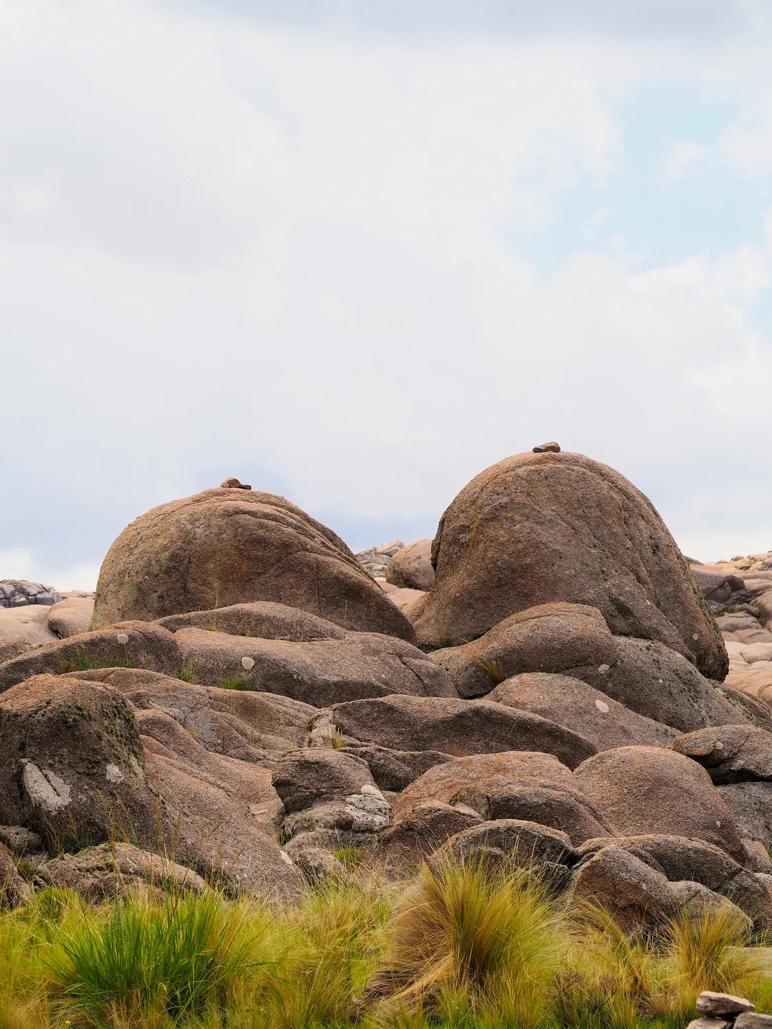 Taruca Pampa | Sierra de Córdoba, Argentina