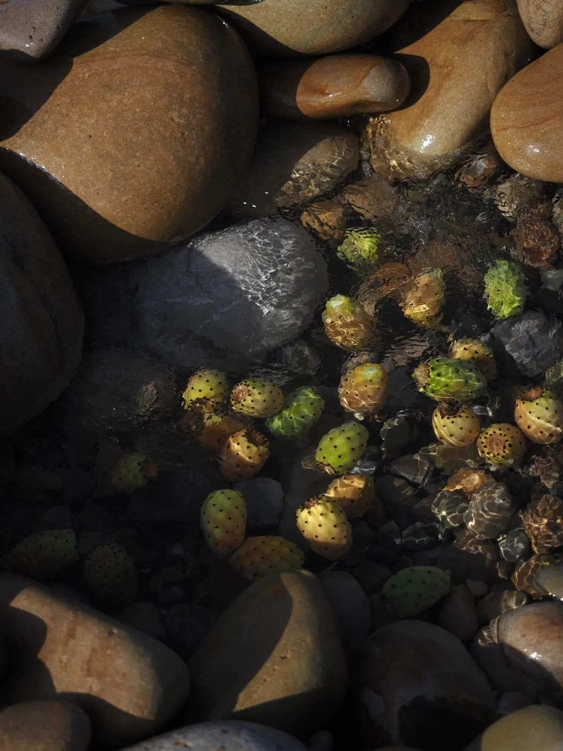 Fichi d'india al mare