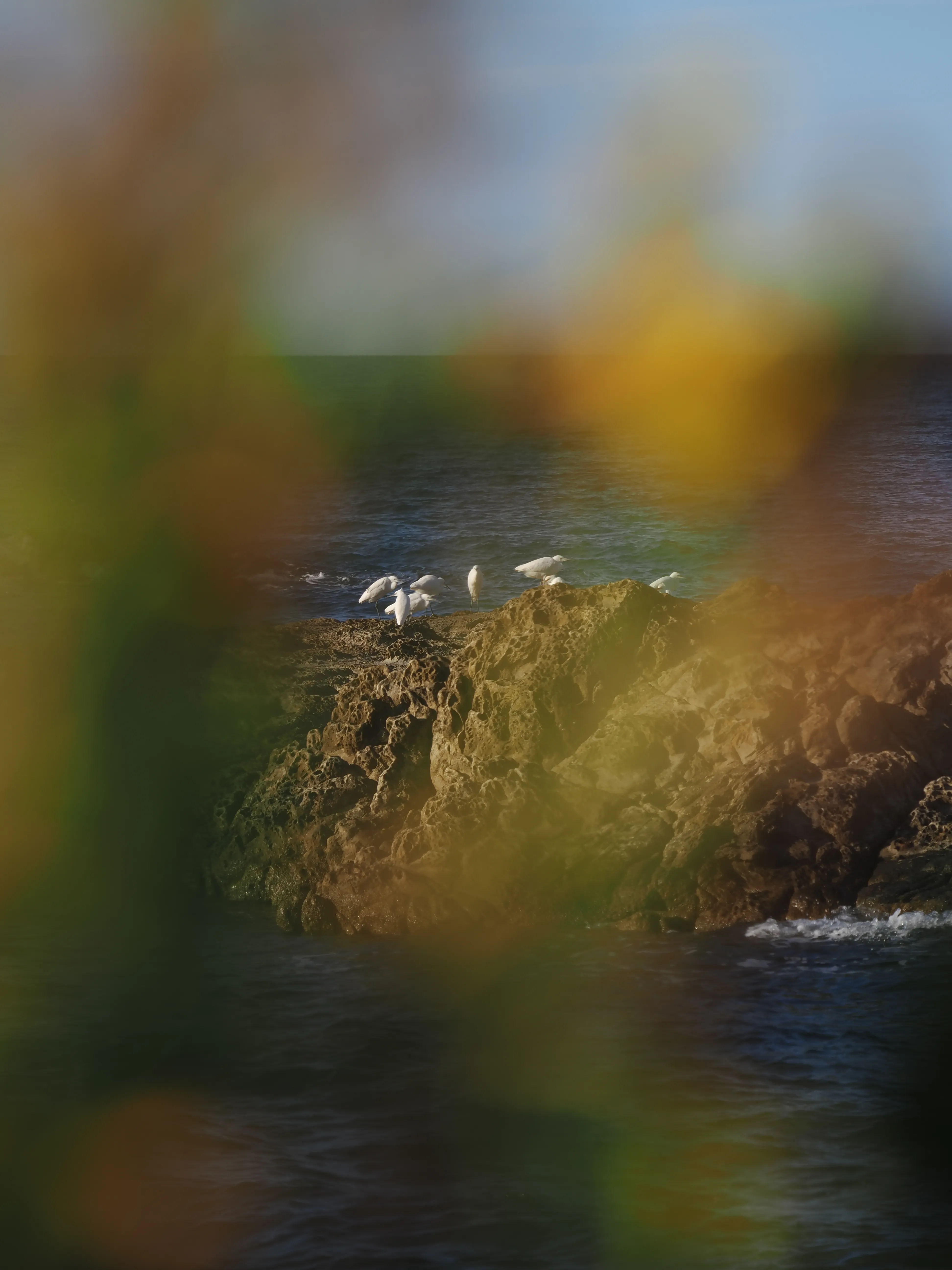 Egretta Garzetta sugli scogli di Caronia