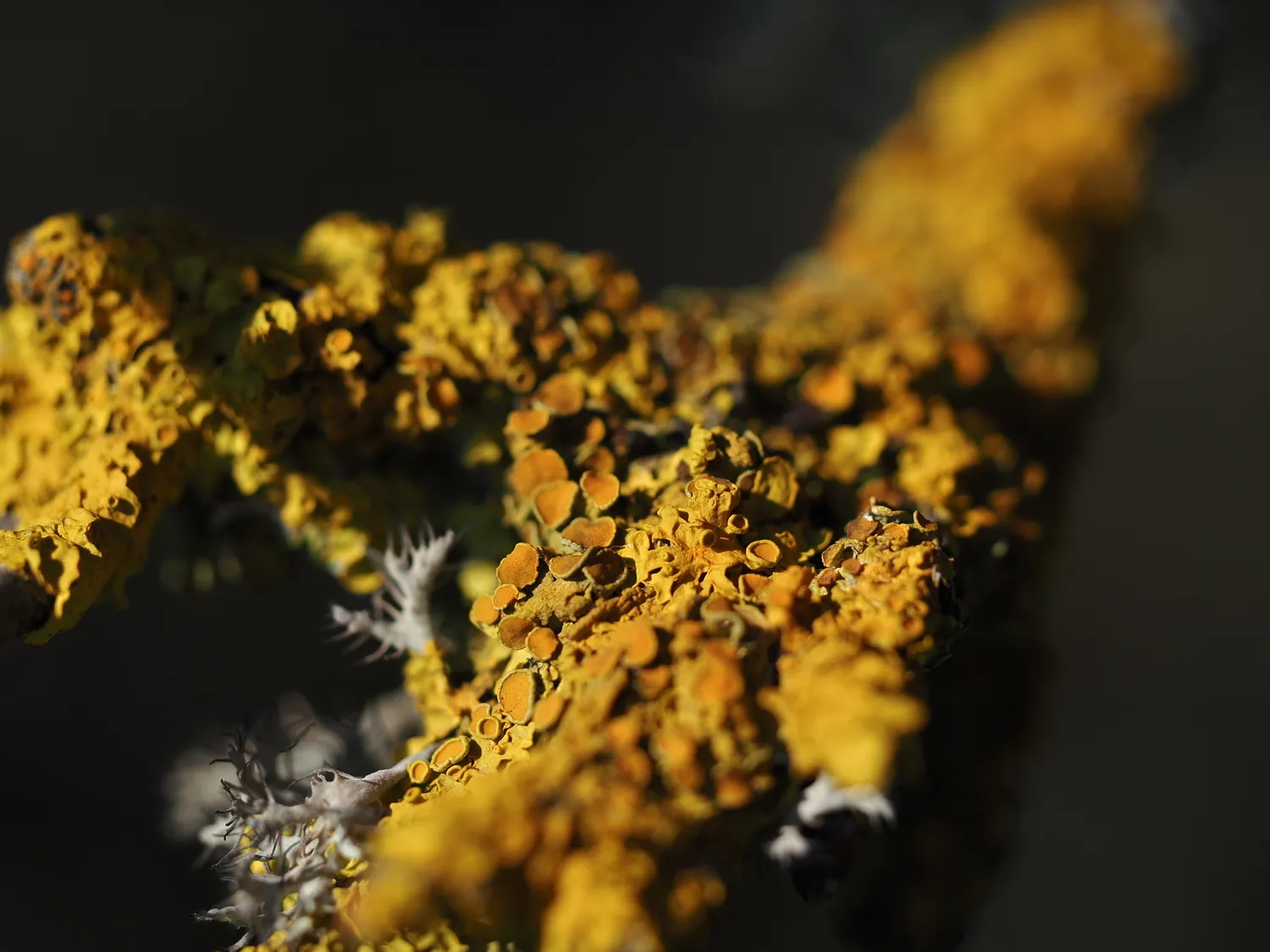 Licheni, peculiare bellezza