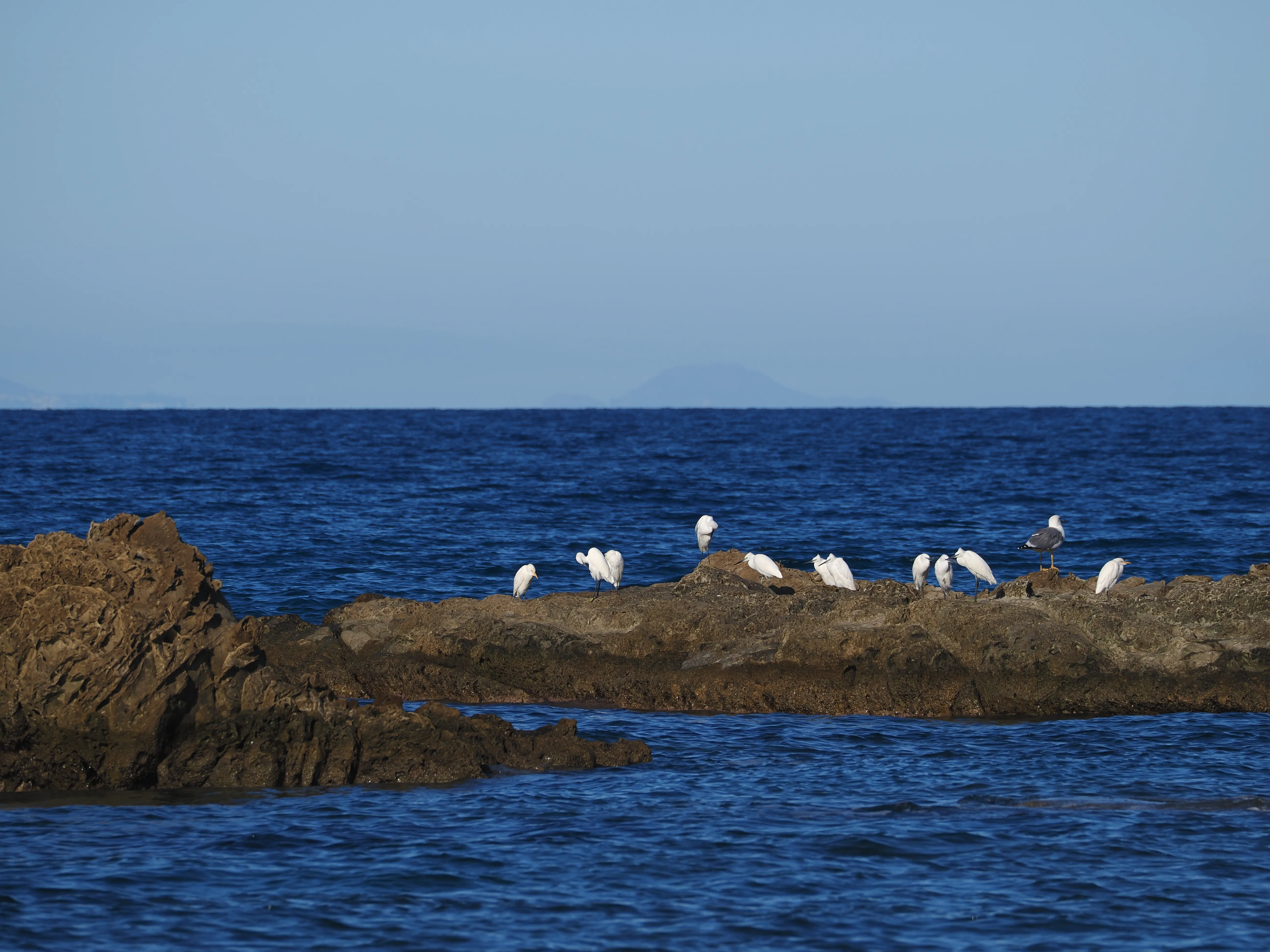 Egretta Garzetta sugli scogli di Caronia