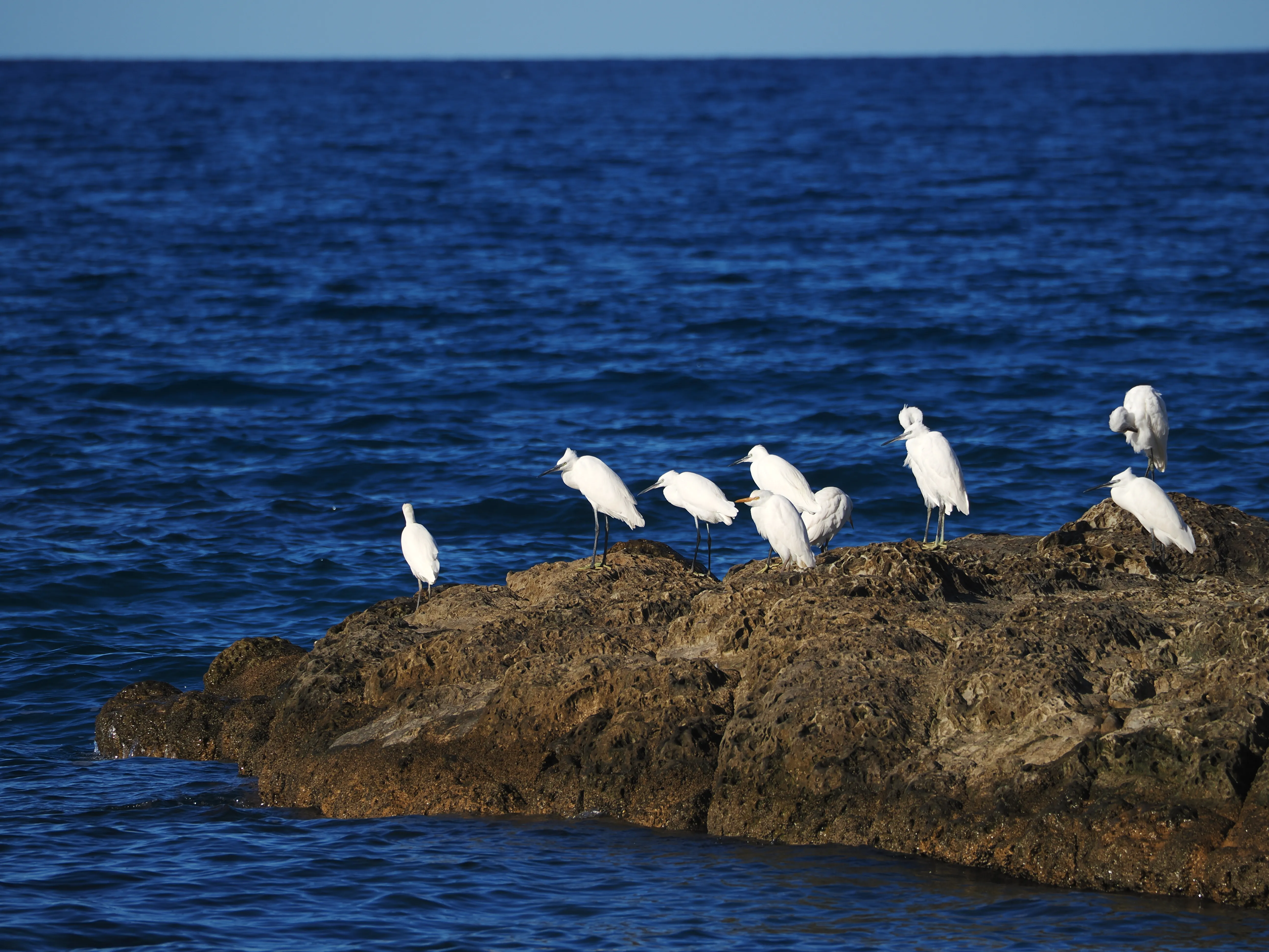 Egretta Garzetta sugli scogli di Caronia