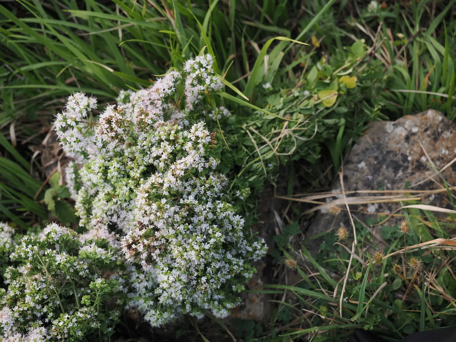 OROS GANOS | Splendore della montagna