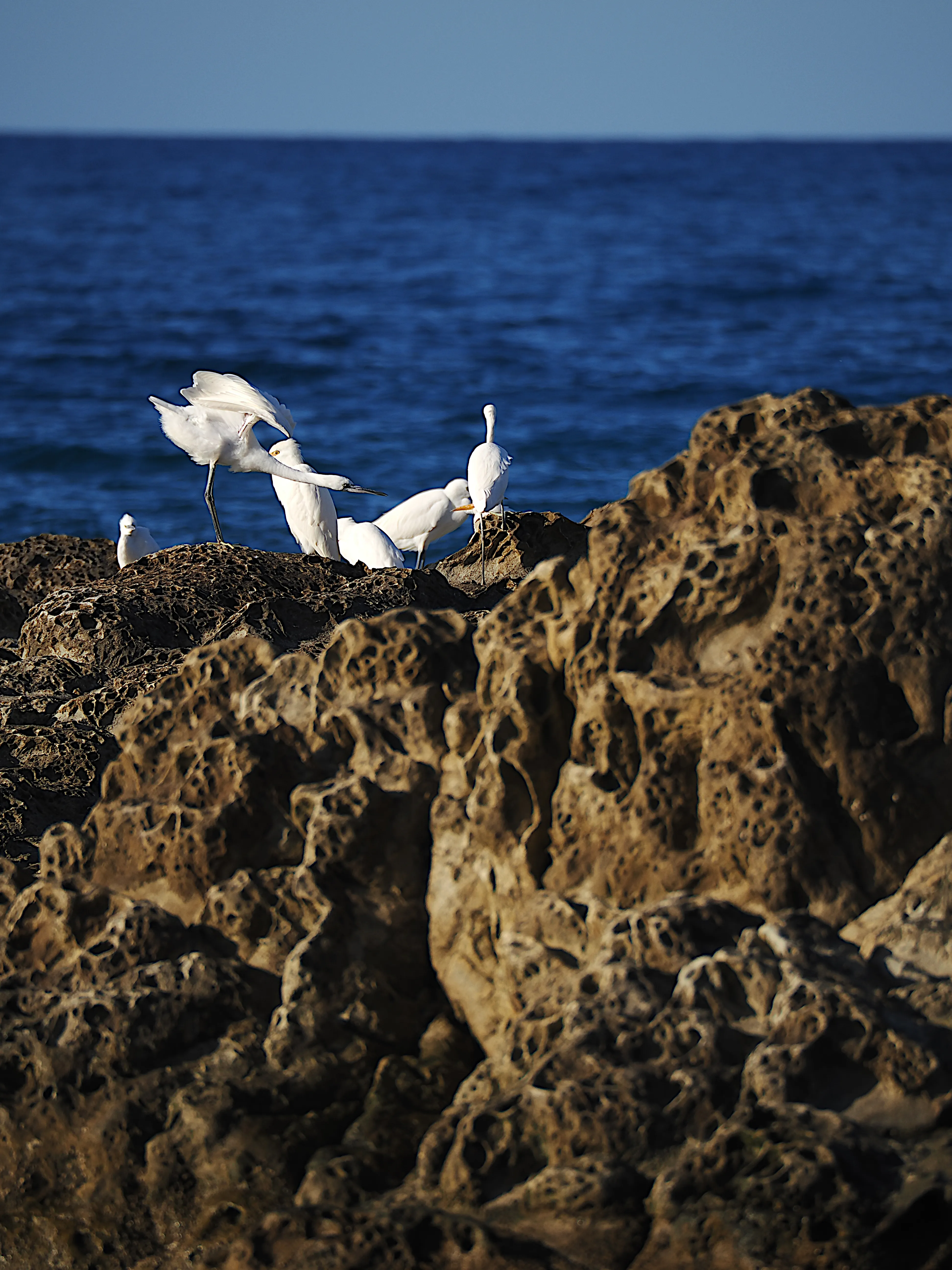 Egretta Garzetta sugli scogli di Caronia