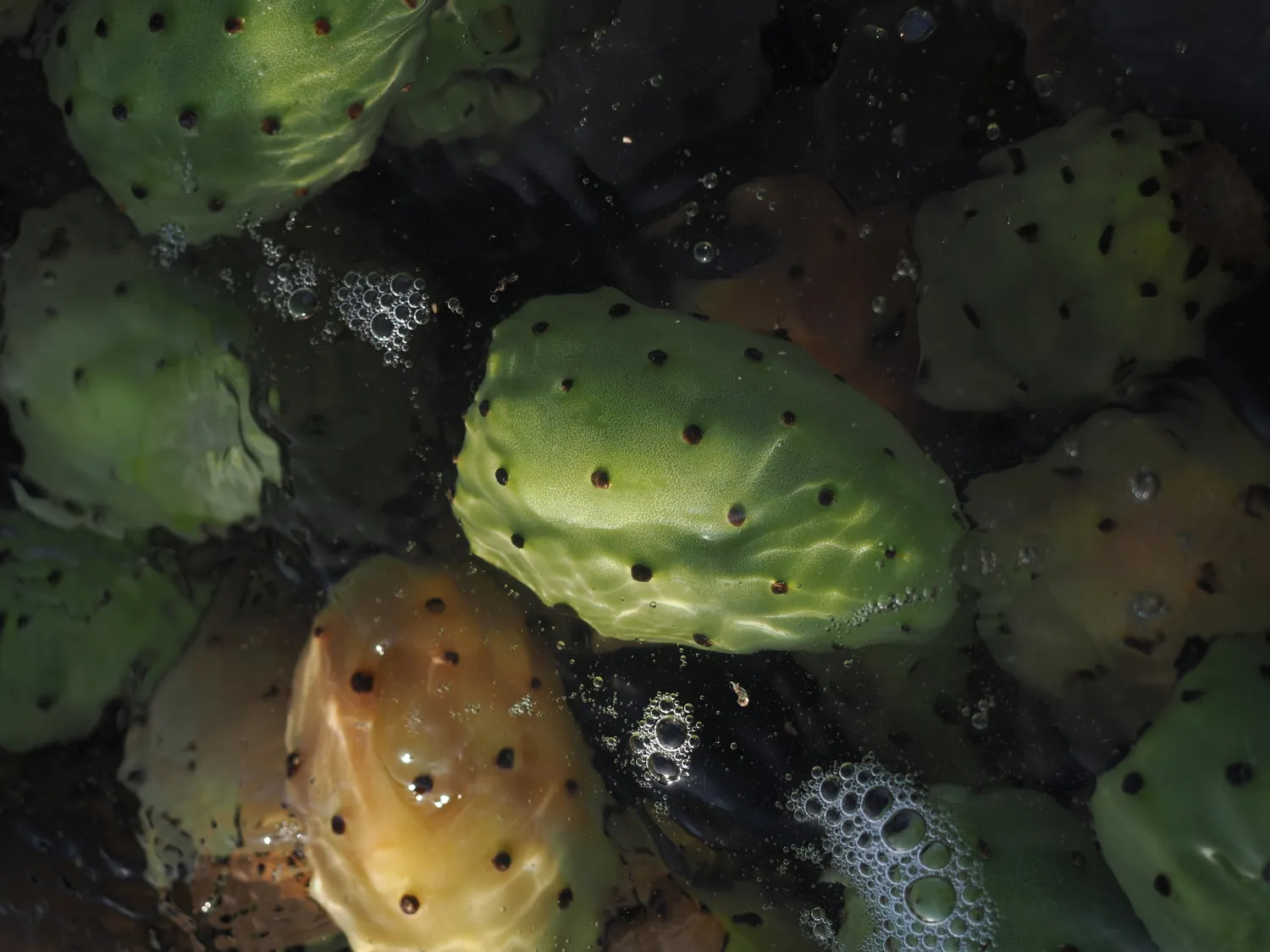 Fichi d'india al mare