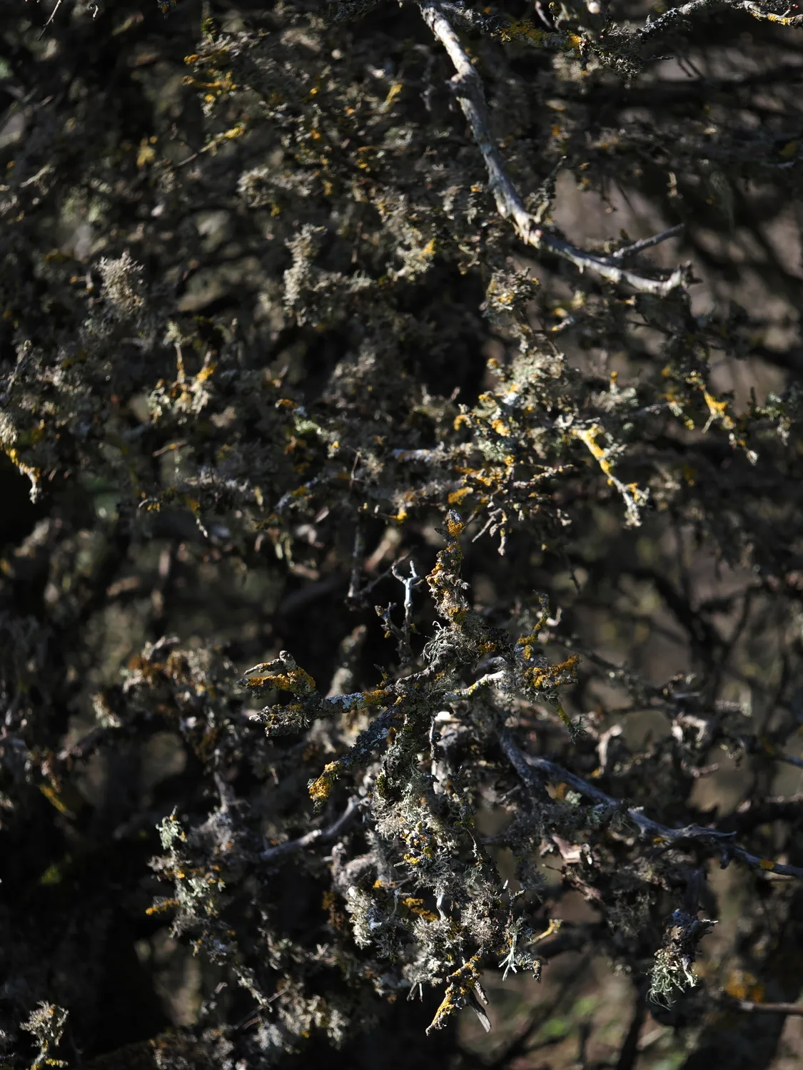 Licheni, peculiare bellezza