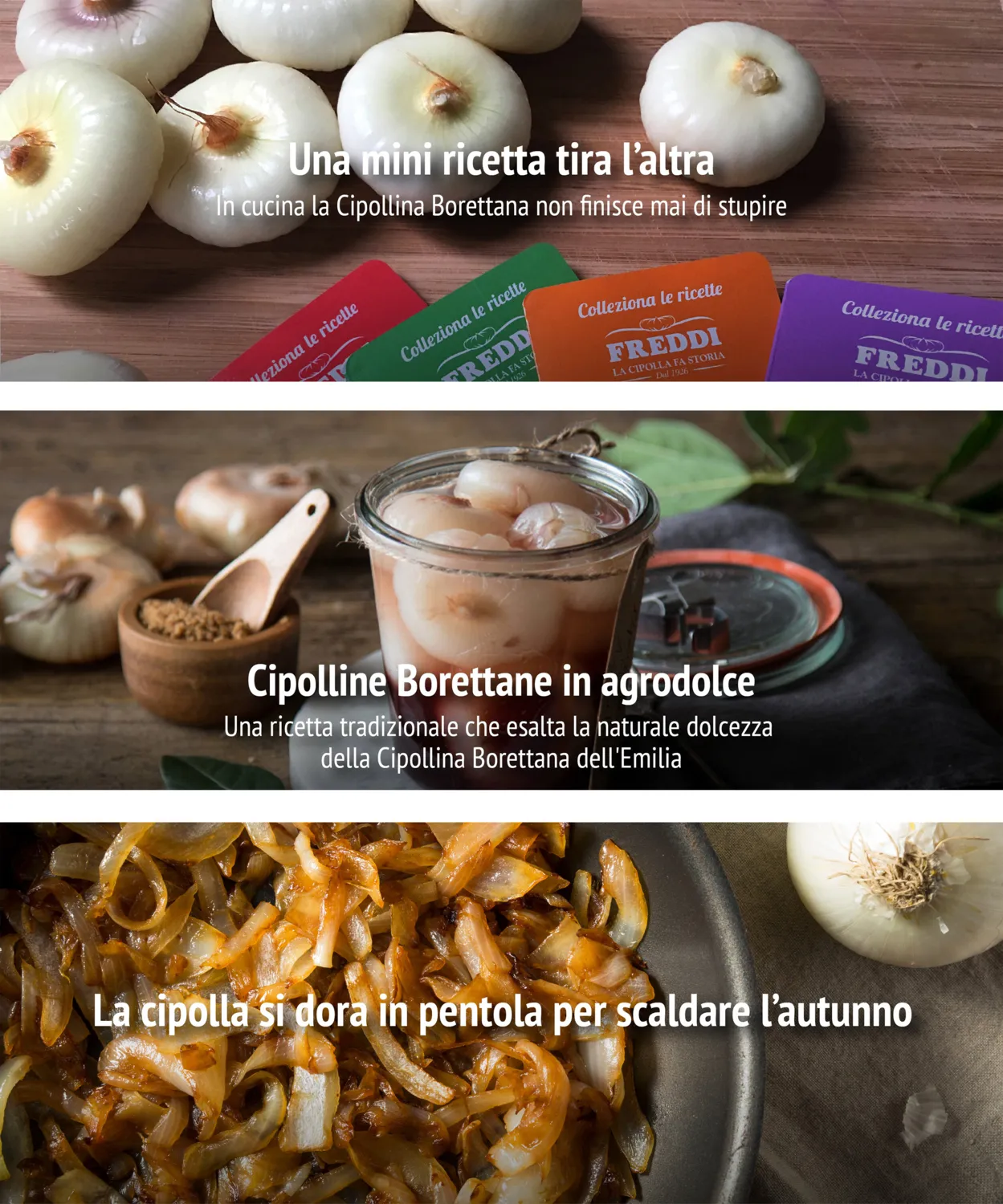 Freddi | Identità visiva