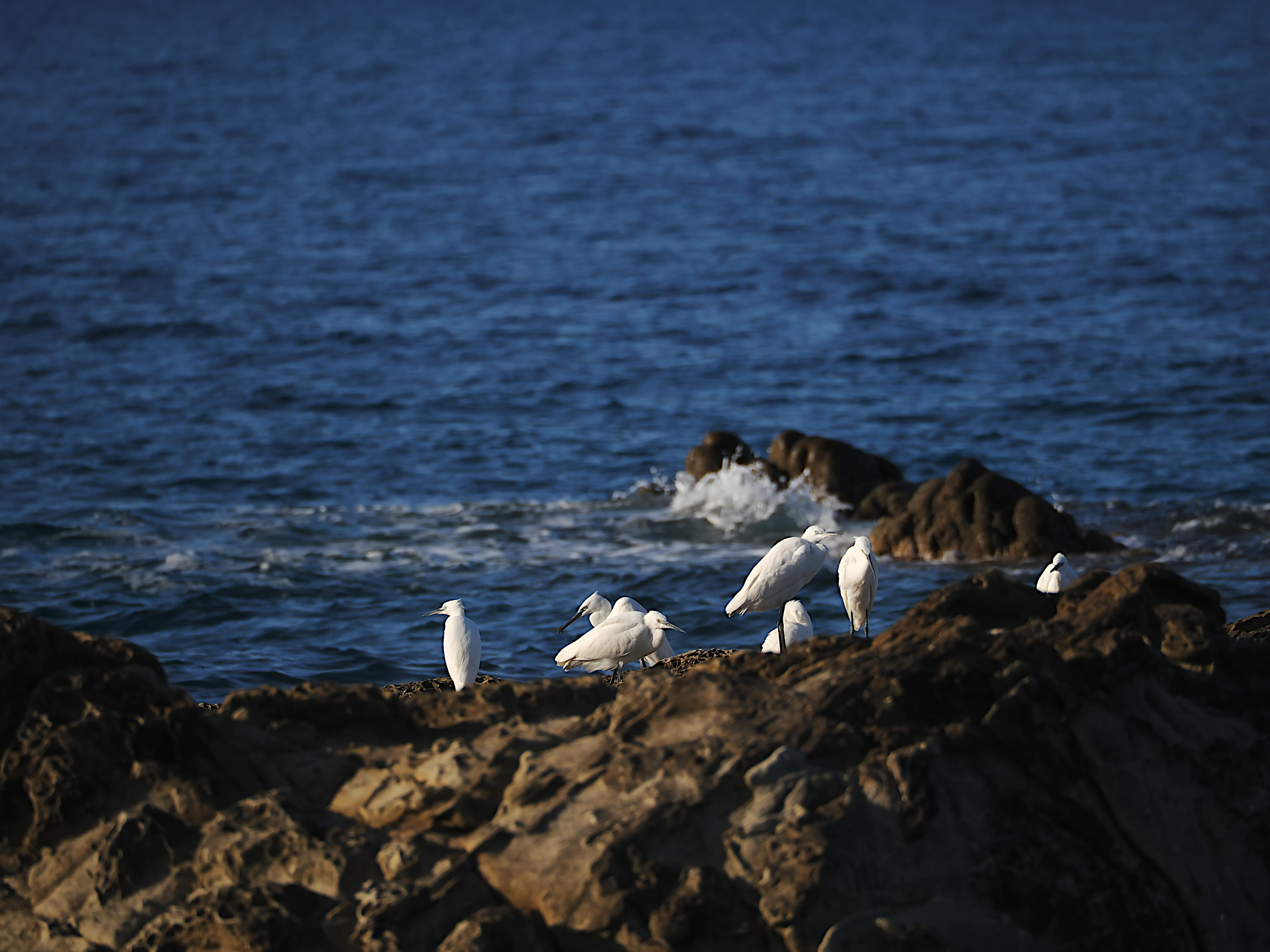 Egretta Garzetta sugli scogli di Caronia