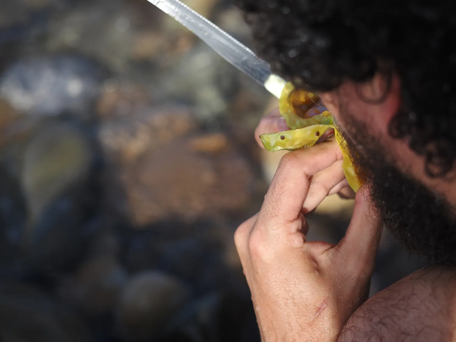 Fichi d'india al mare