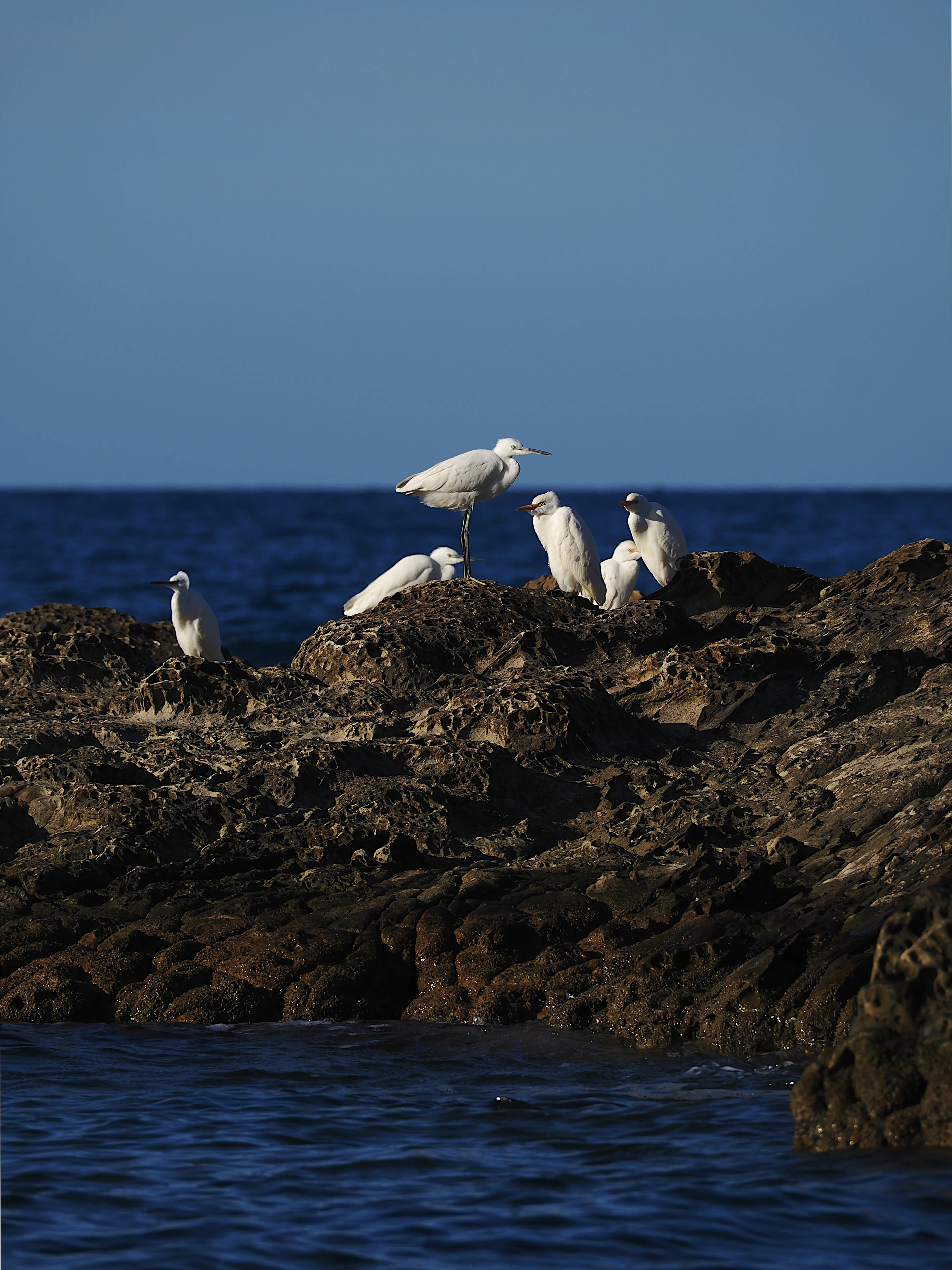 Egretta Garzetta sugli scogli di Caronia