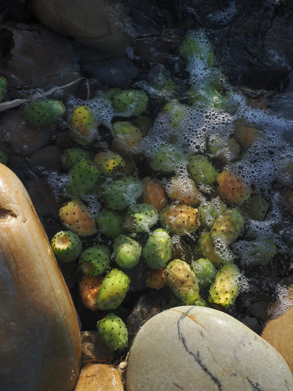 Fichi d'india al mare