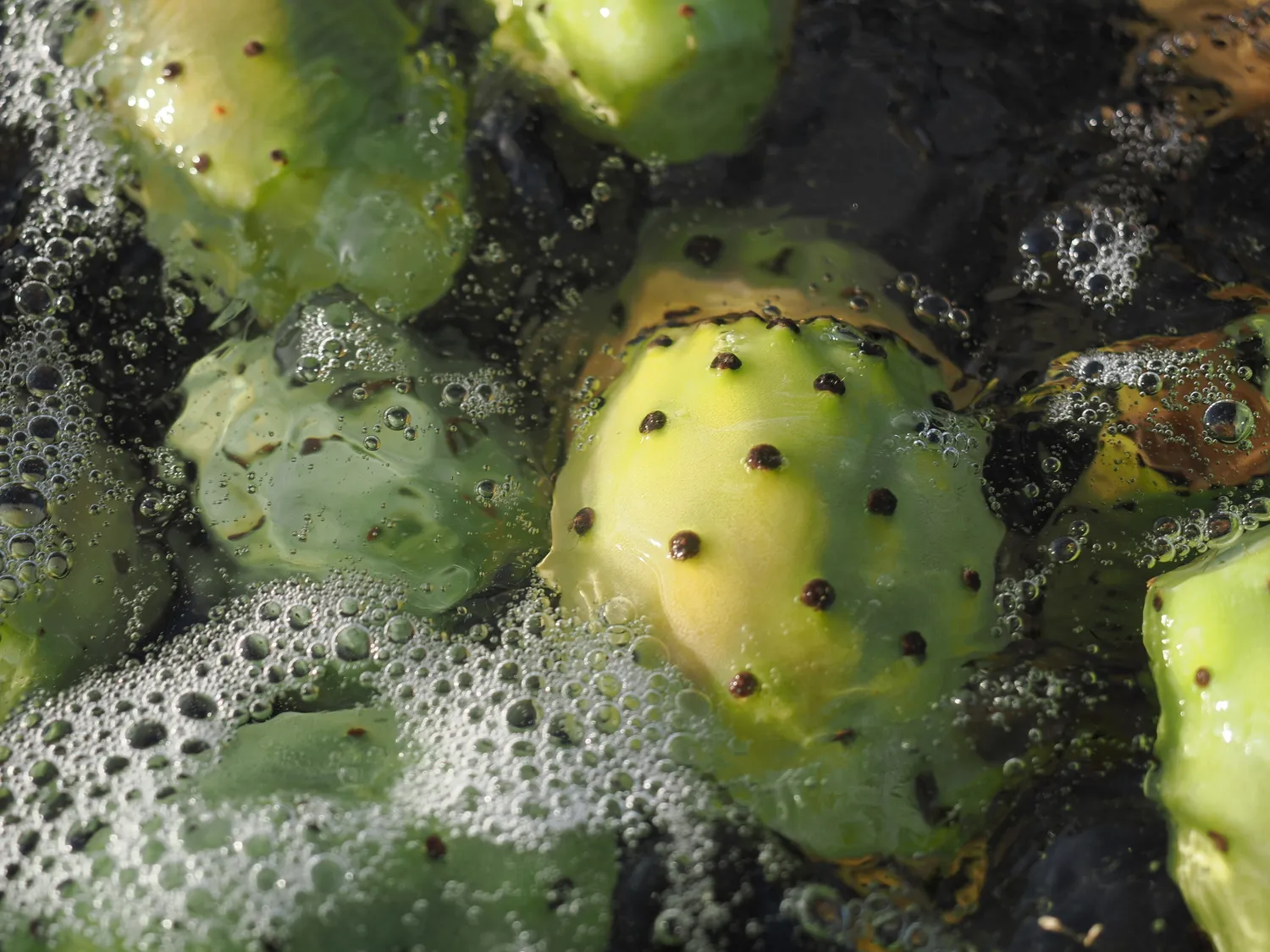 Fichi d'india al mare