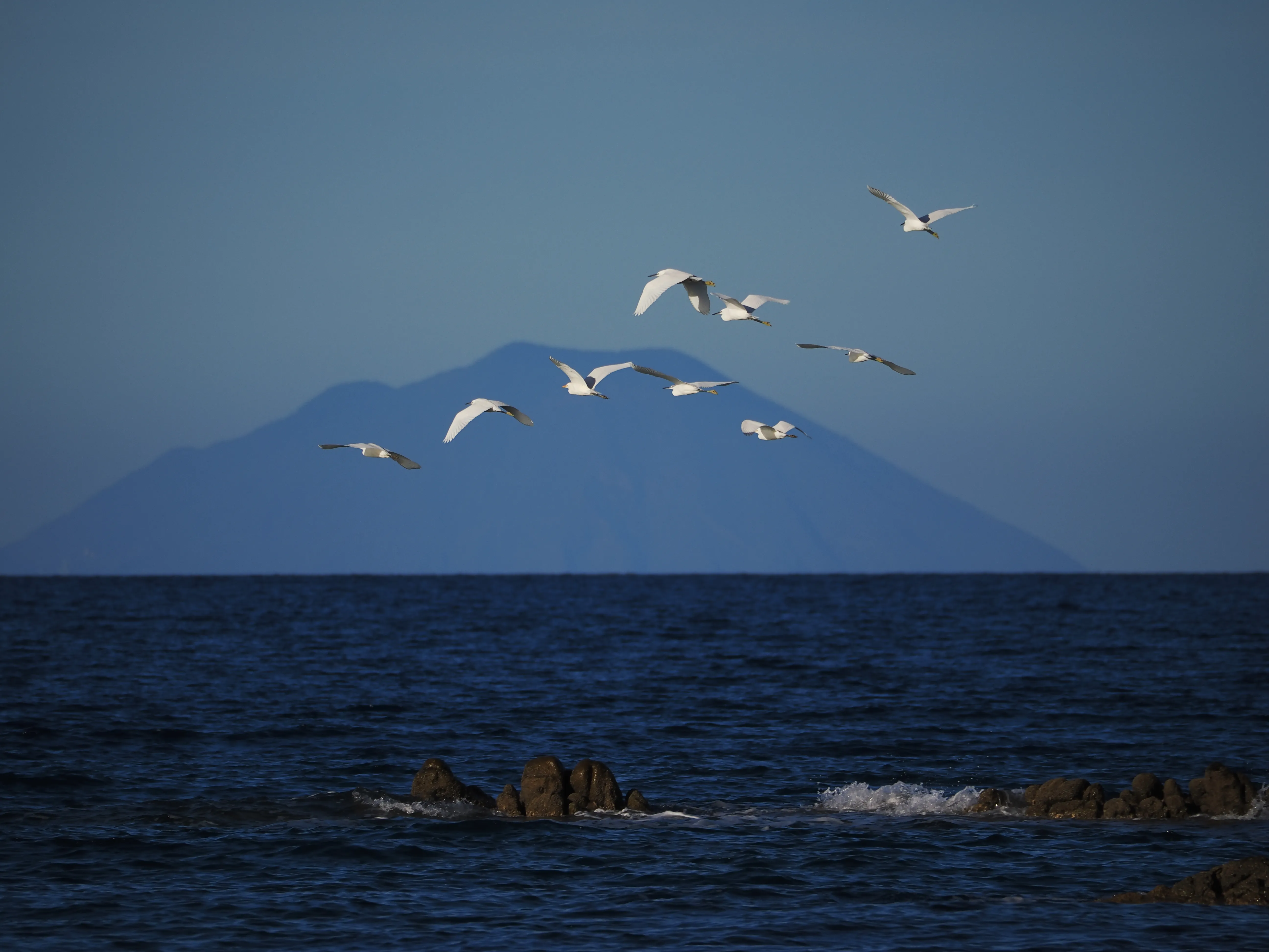 Egretta Garzetta sugli scogli di Caronia