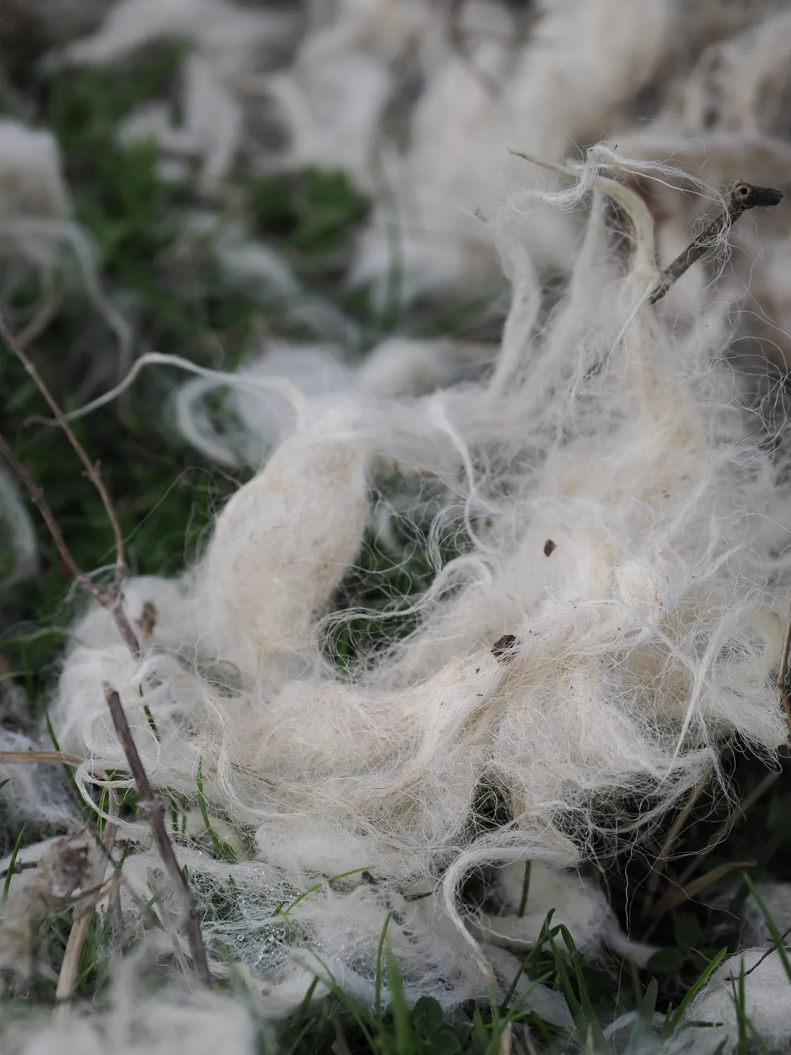 La Pampa di Tagghjavia