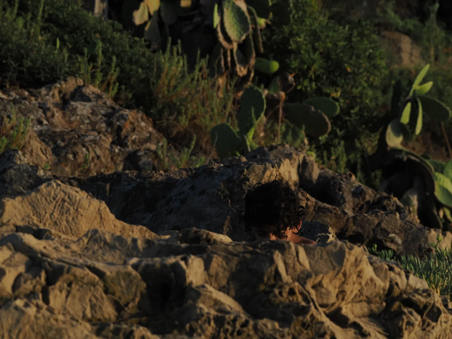 Fichi d'india al mare