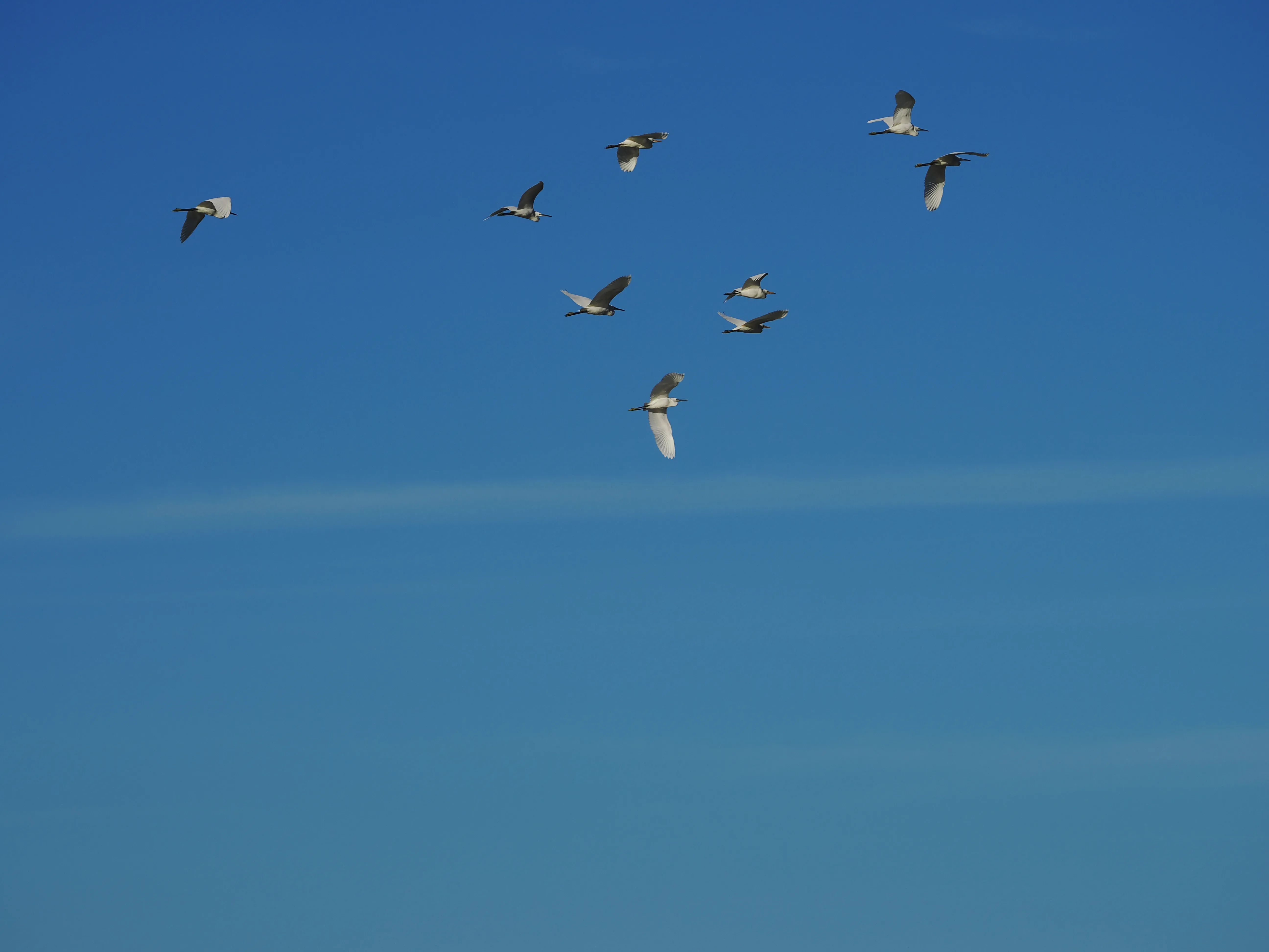 Egretta Garzetta sugli scogli di Caronia