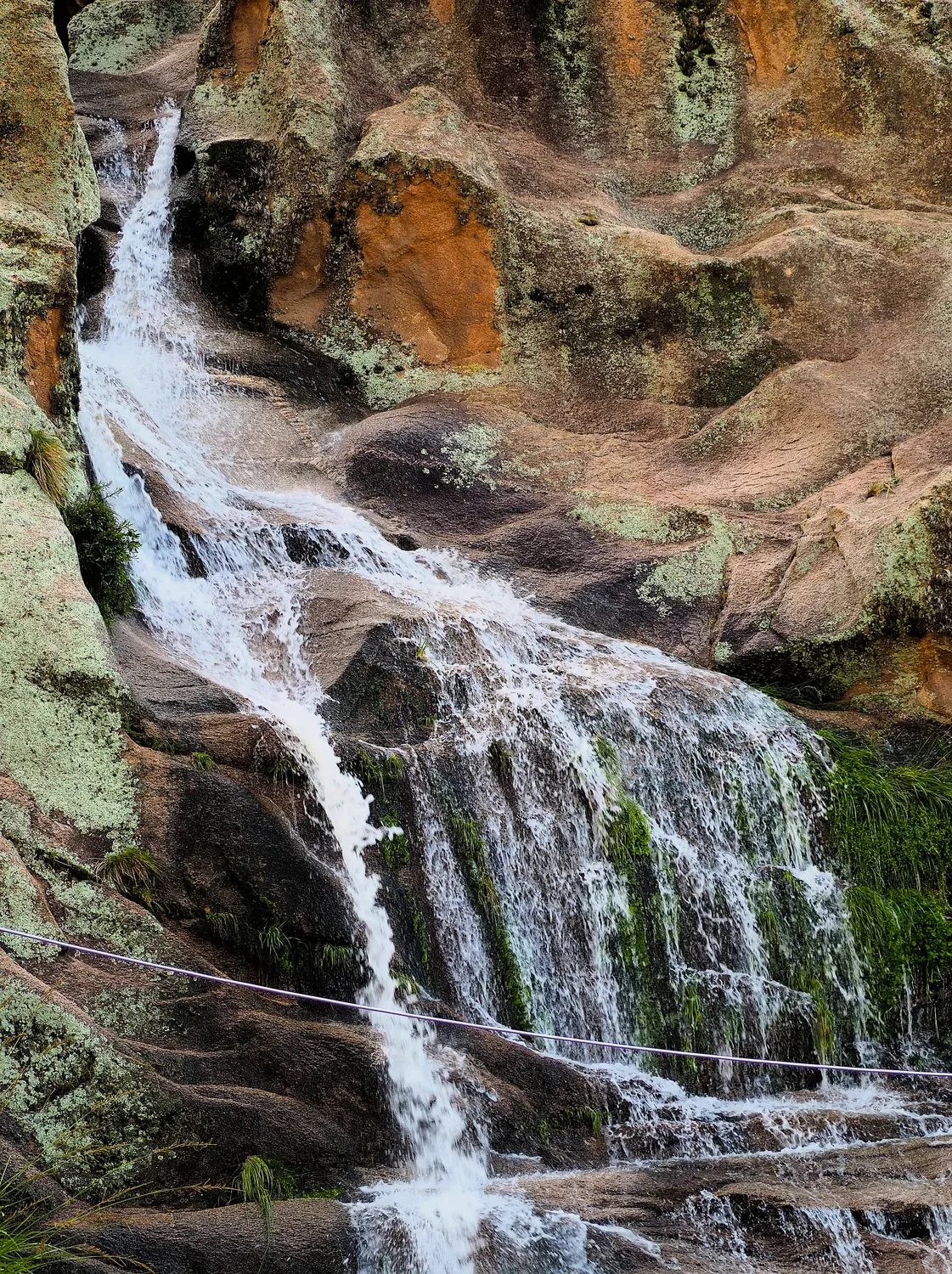 Taruca Pampa | Sierra de Córdoba, Argentina