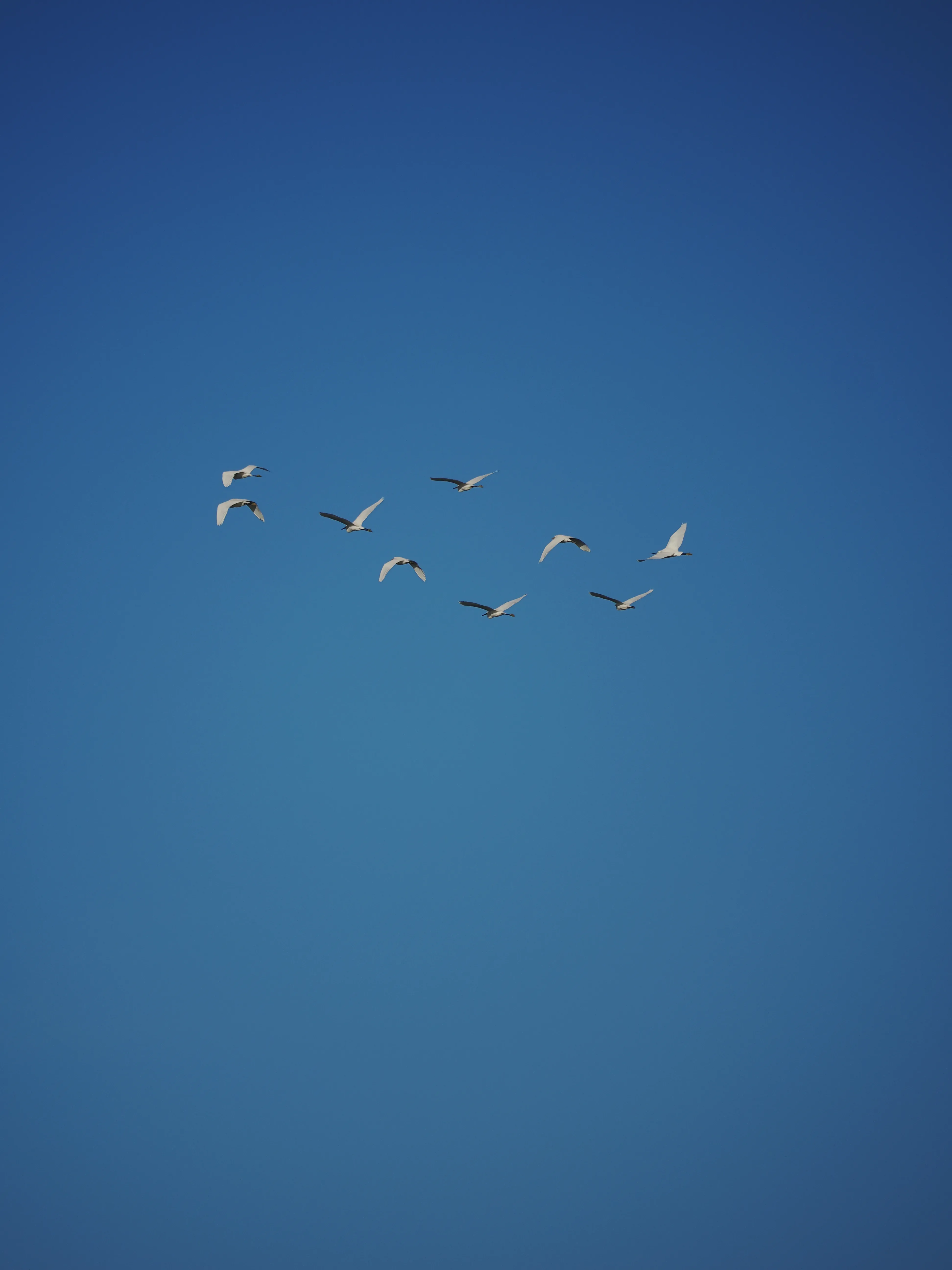 Egretta Garzetta sugli scogli di Caronia