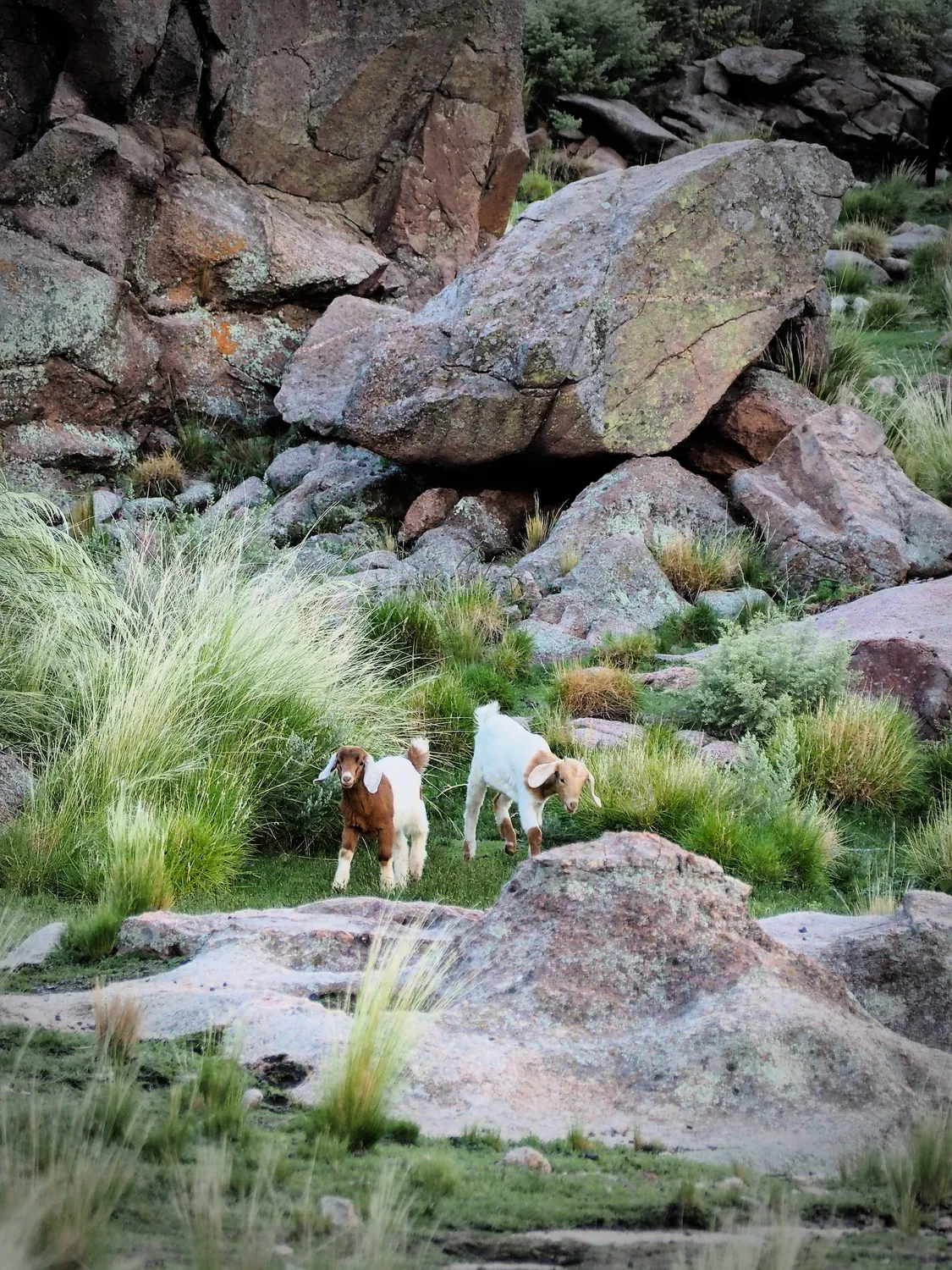 Taruca Pampa | Sierra de Córdoba, Argentina