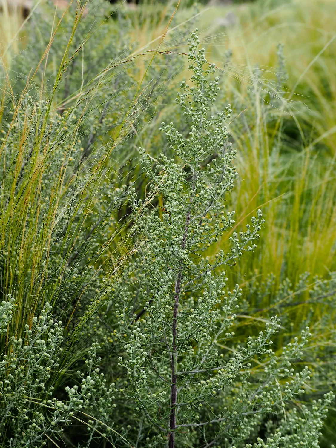 Taruca Pampa | Sierra de Córdoba, Argentina