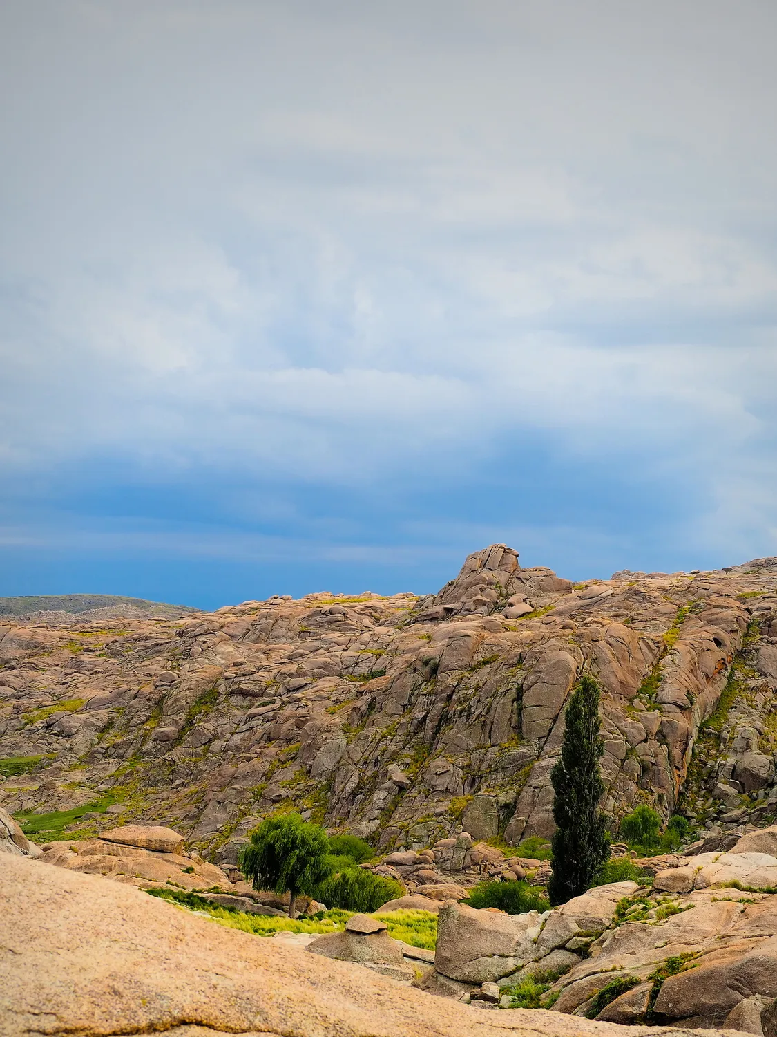 Taruca Pampa | Sierra de Córdoba, Argentina