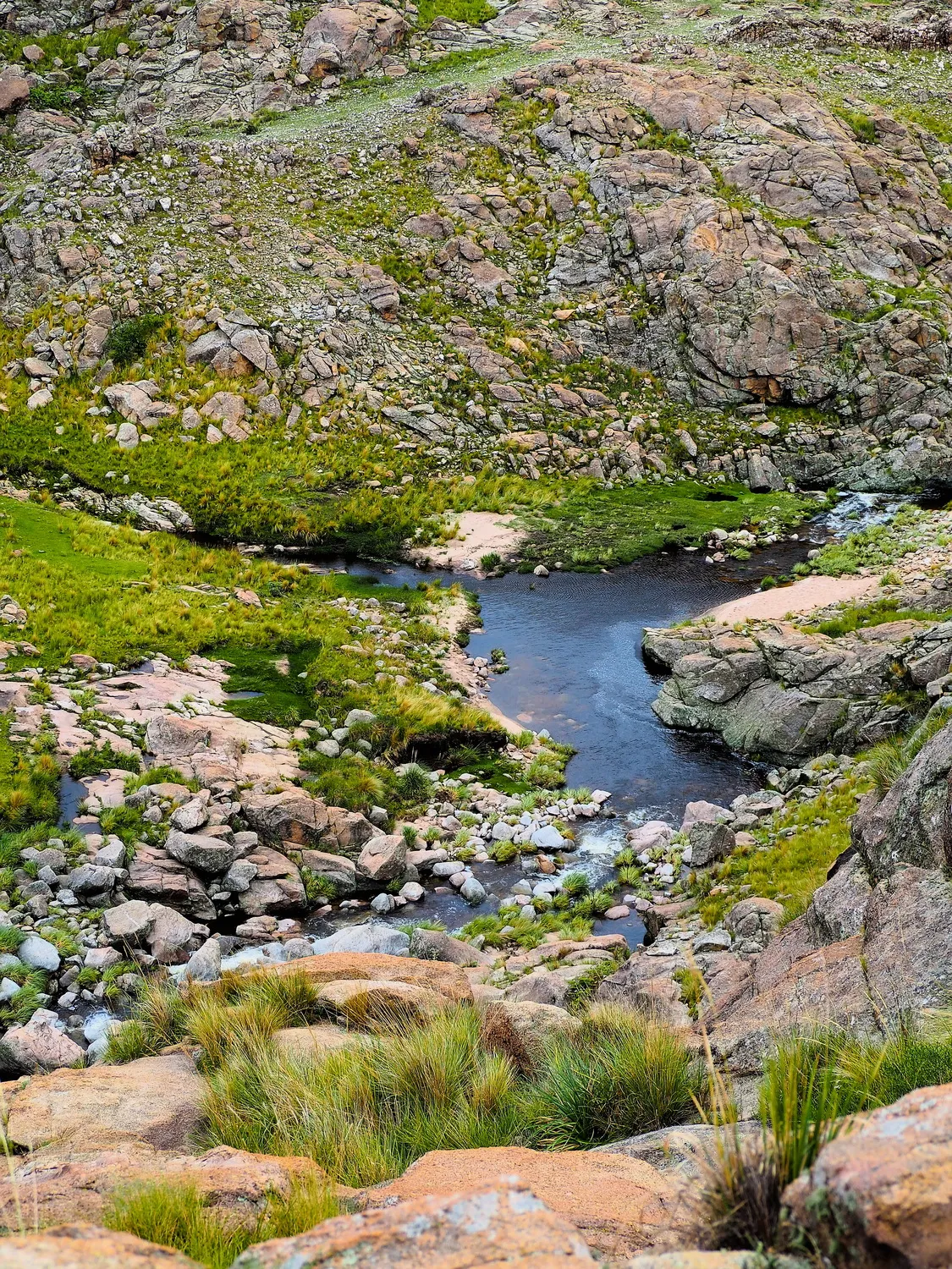 Taruca Pampa | Sierra de Córdoba, Argentina