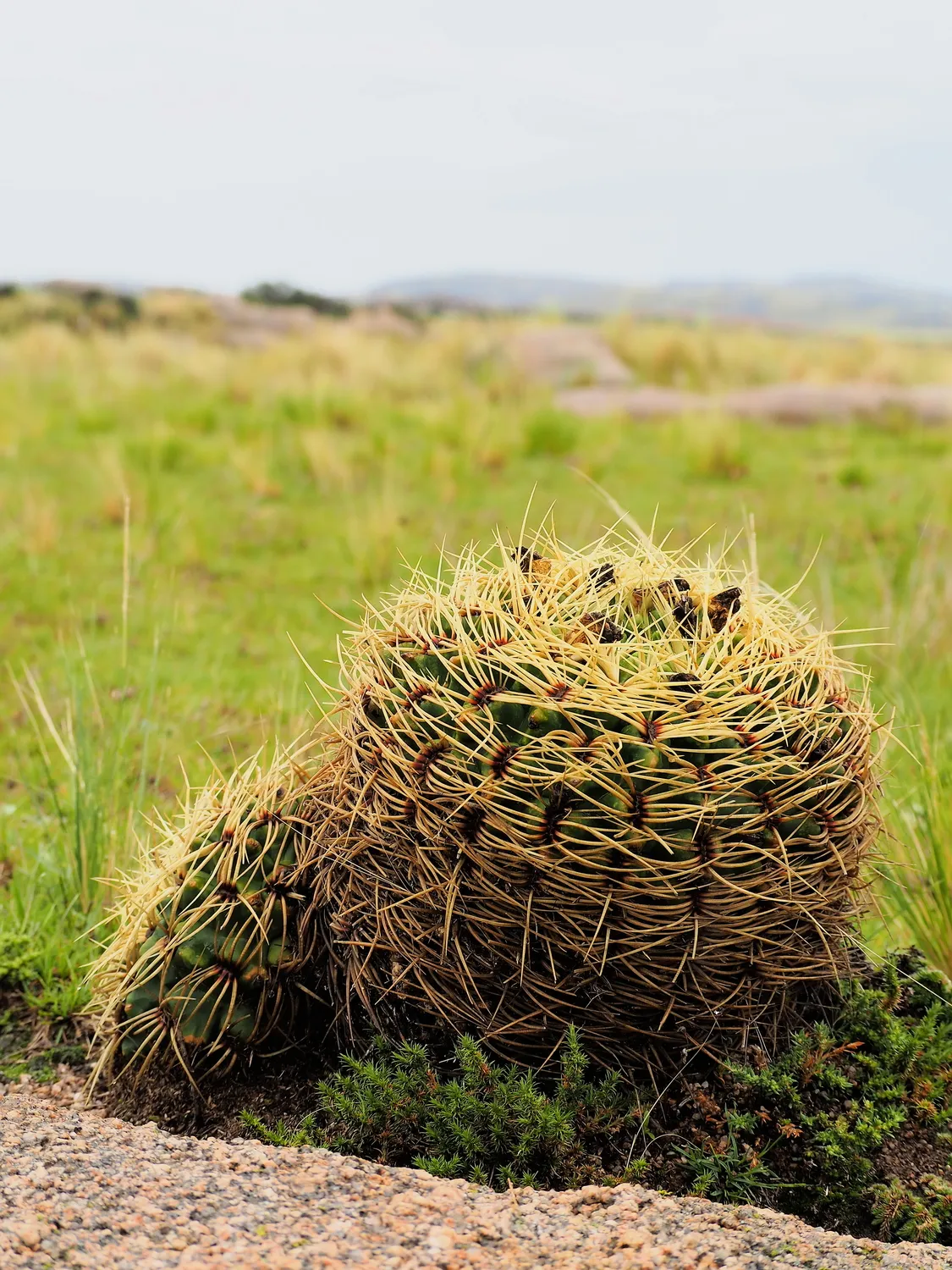 Taruca Pampa | Sierra de Córdoba, Argentina