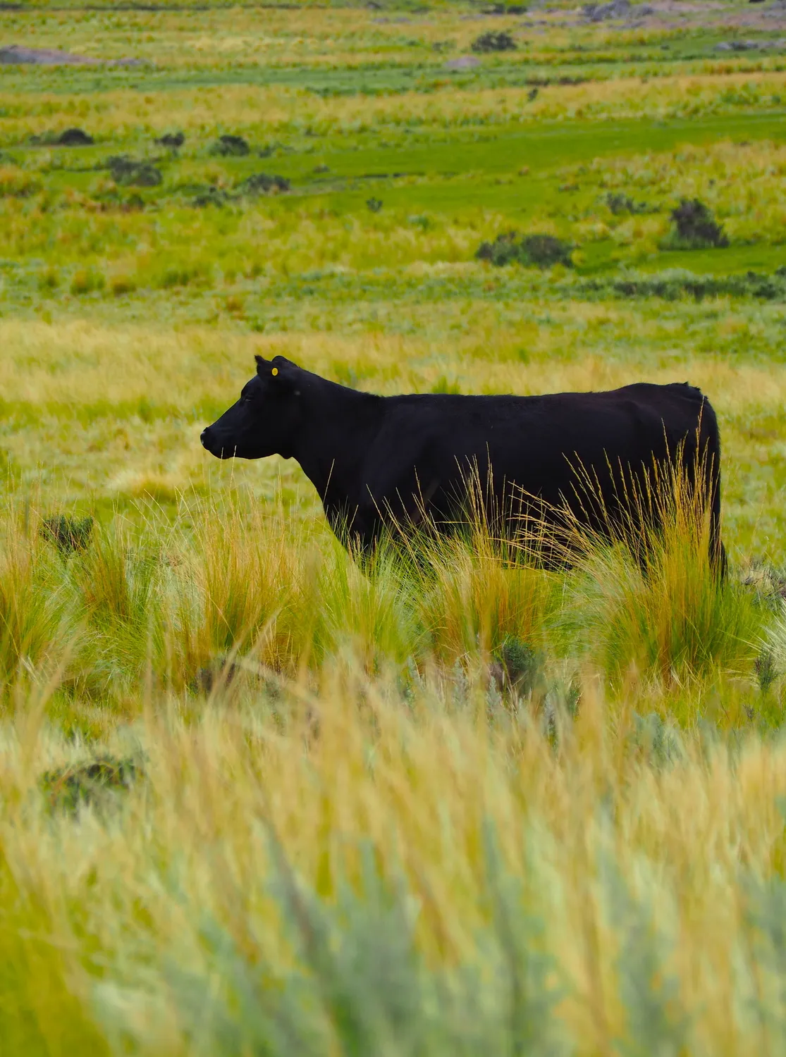 Taruca Pampa | Sierra de Córdoba, Argentina