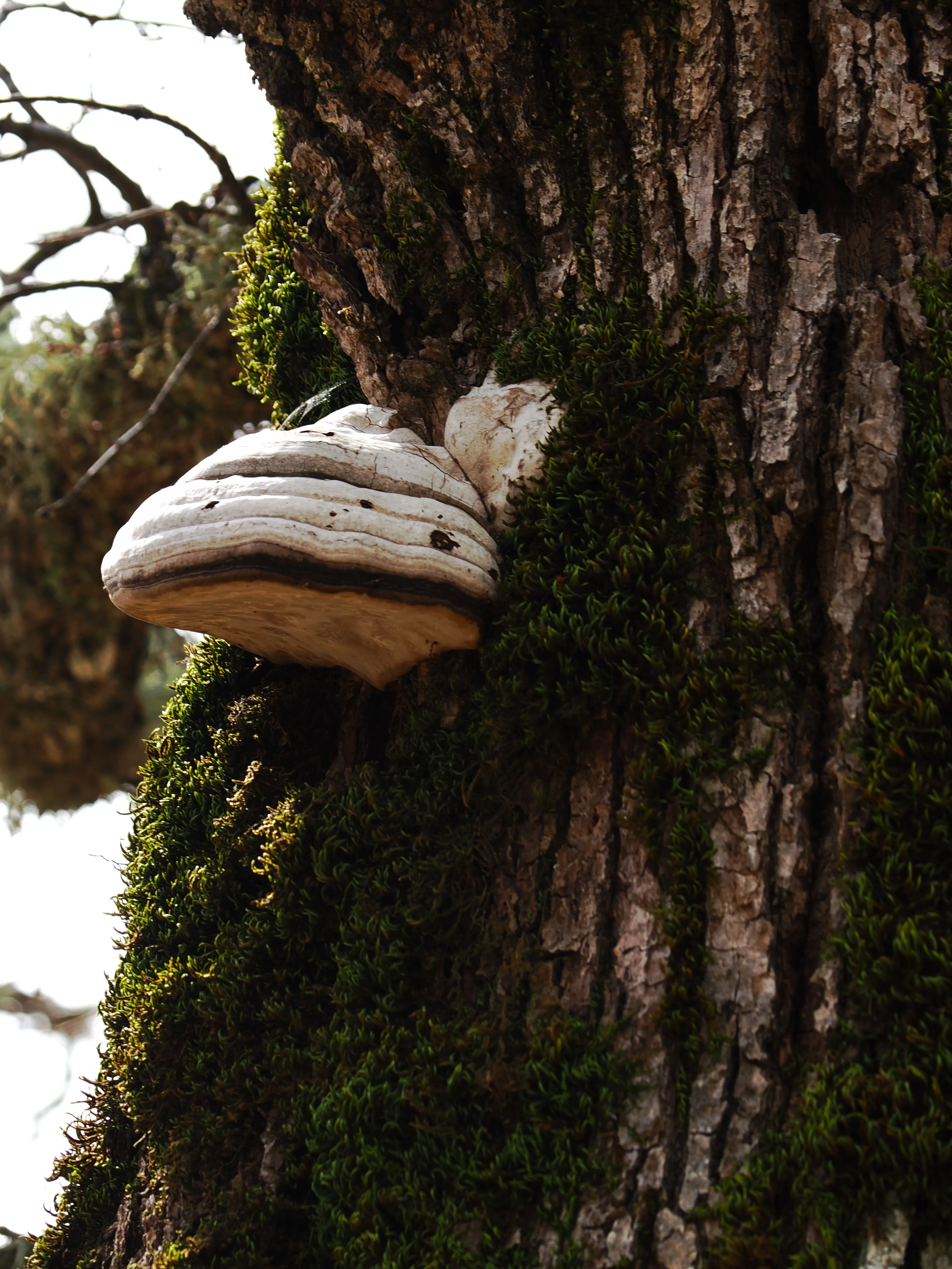 Dentro le Madonie con Matteo Orlando. Racconto visivo tra bellezza e mutamento