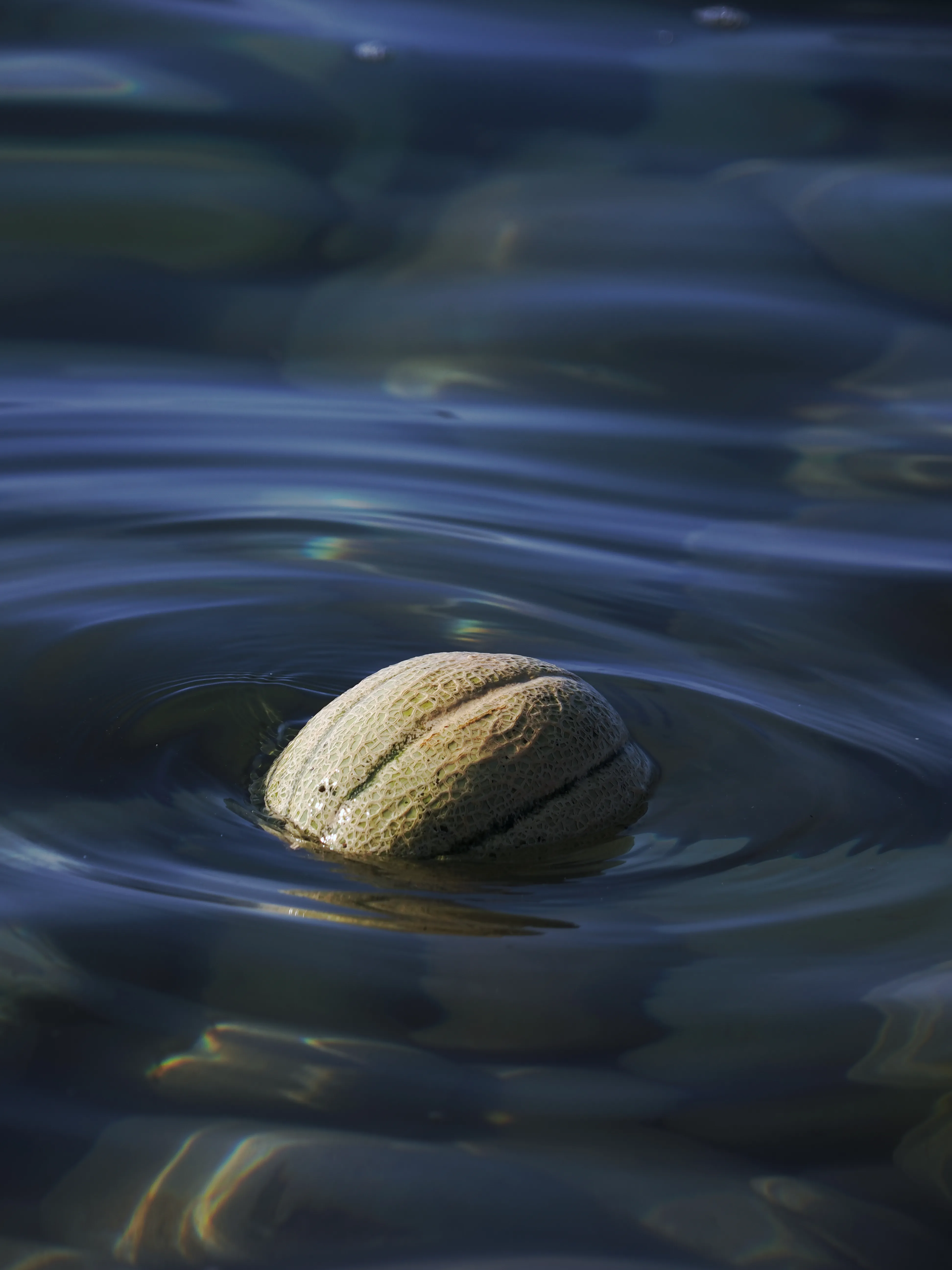 Il succo di un'estate.