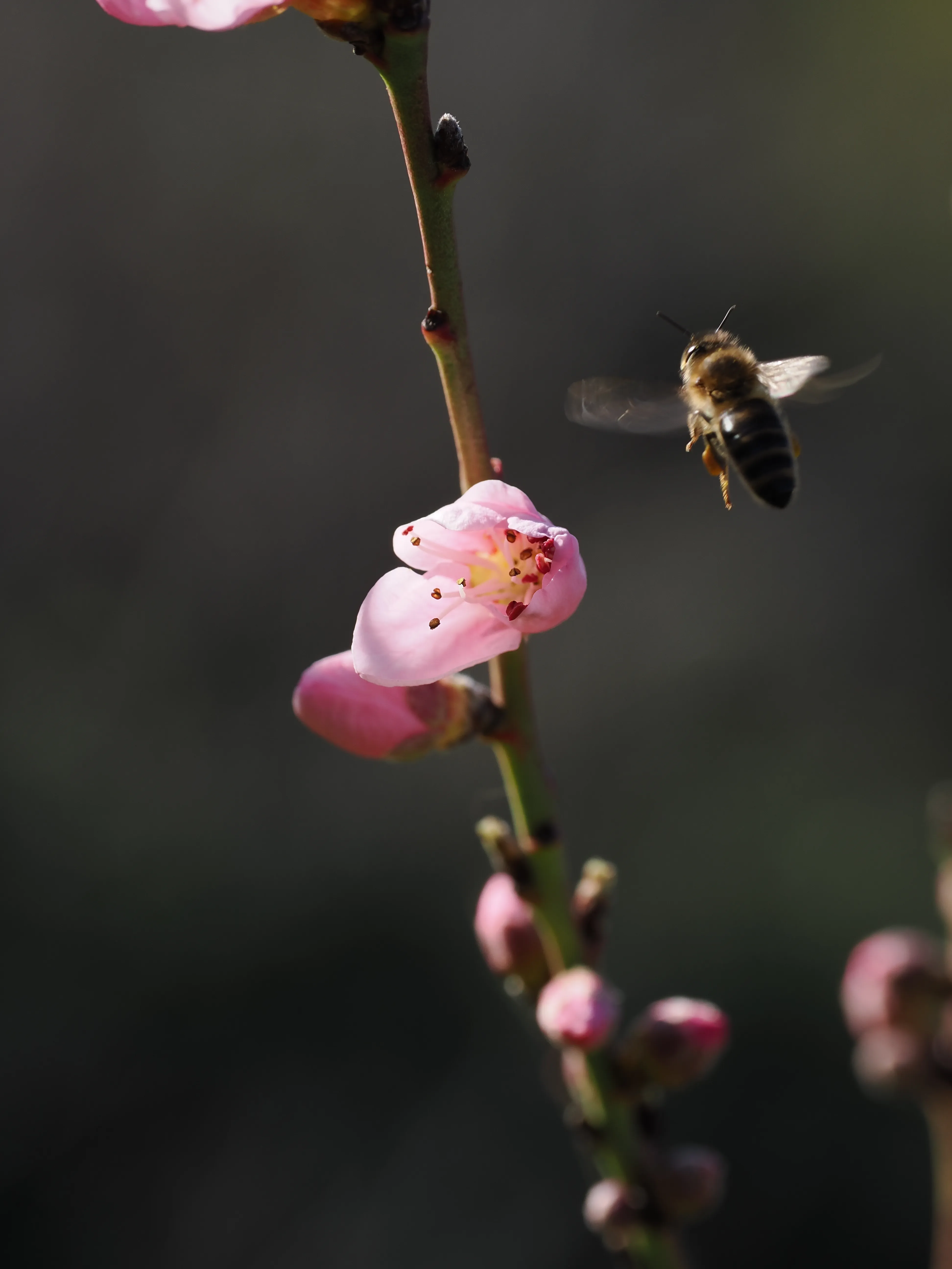 La primavera è voluttuosa