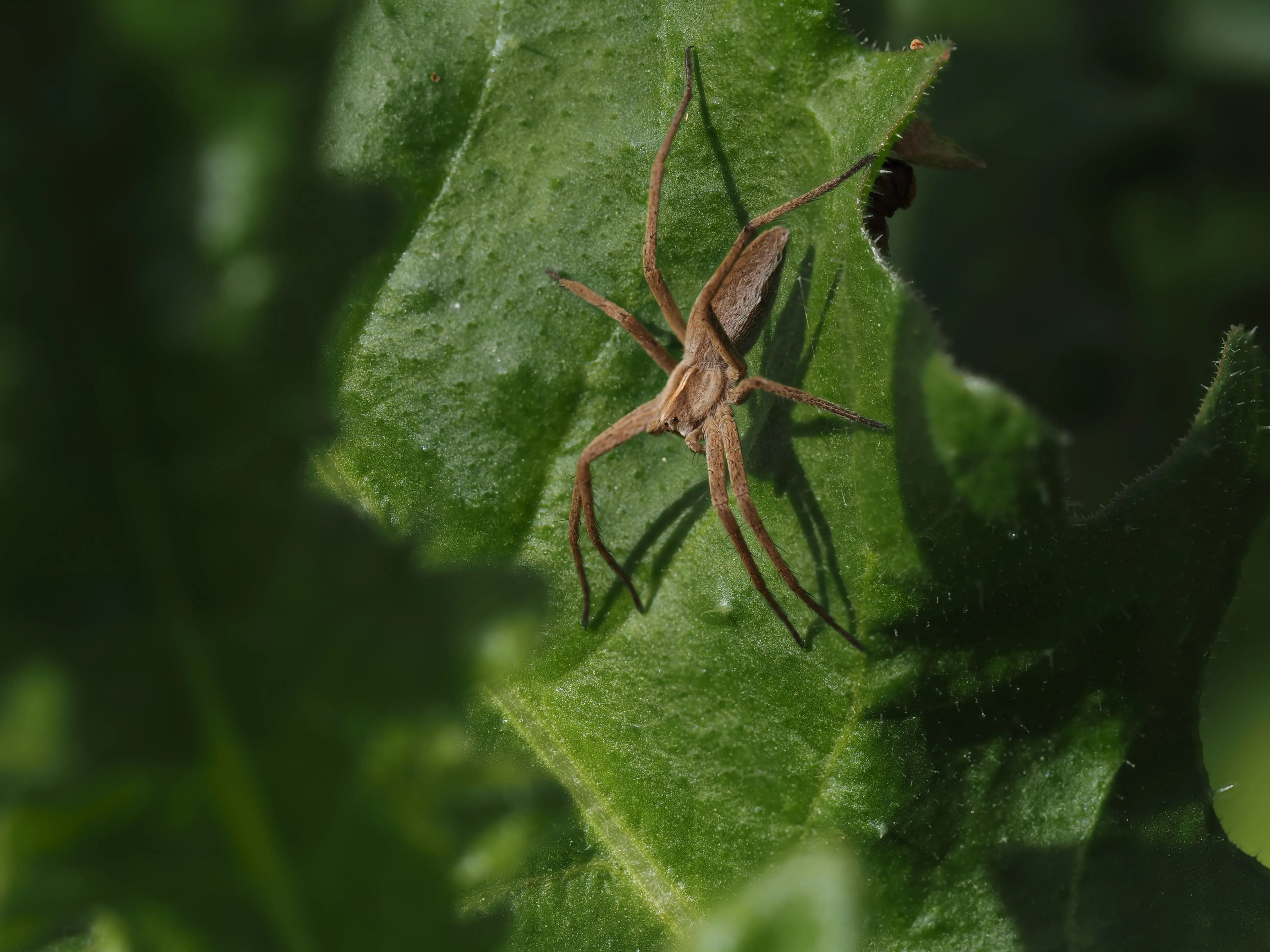 Dwelling in Nature with Olympus