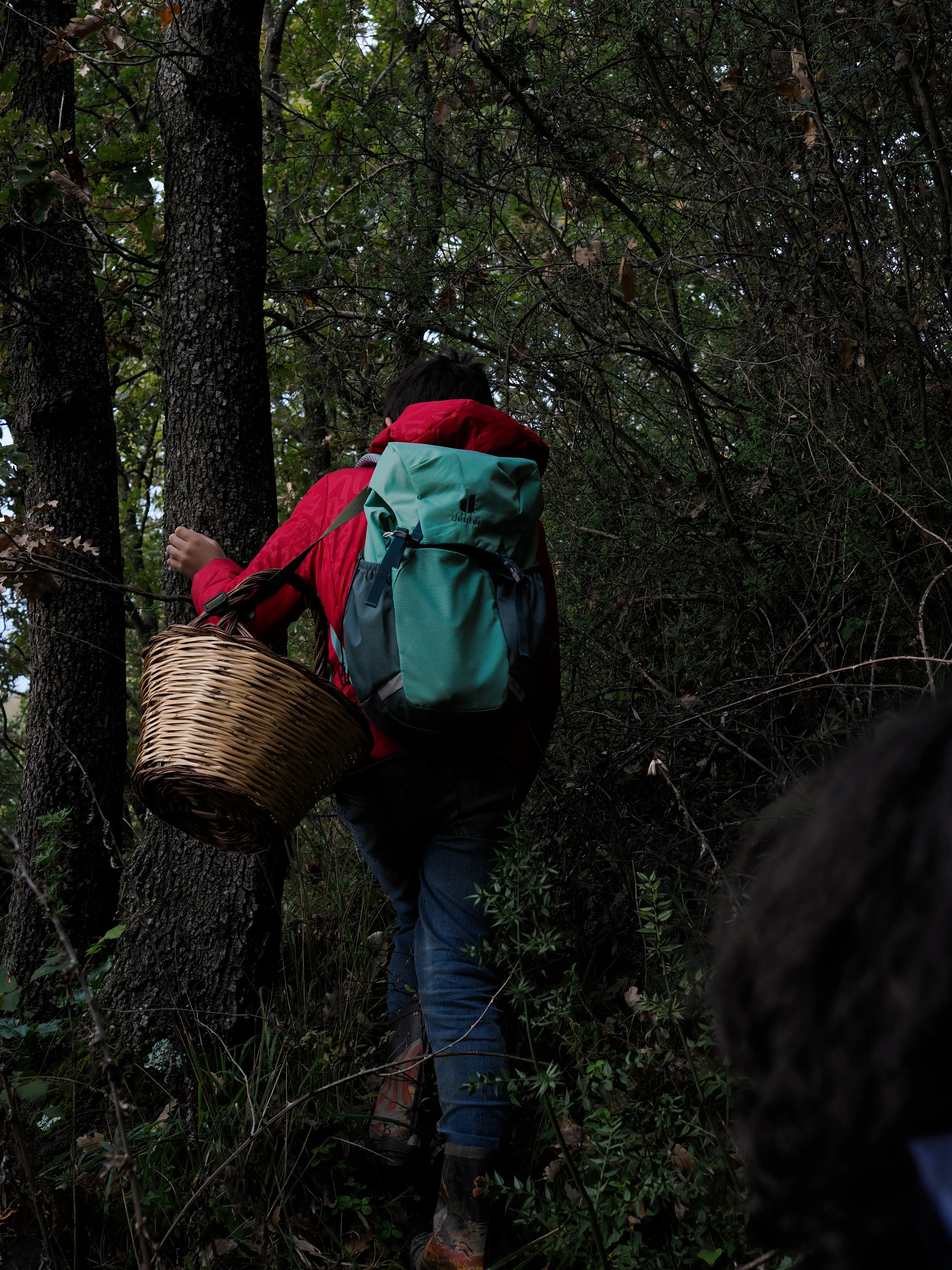Nel bosco di cerri. La natura che insegna e cresce