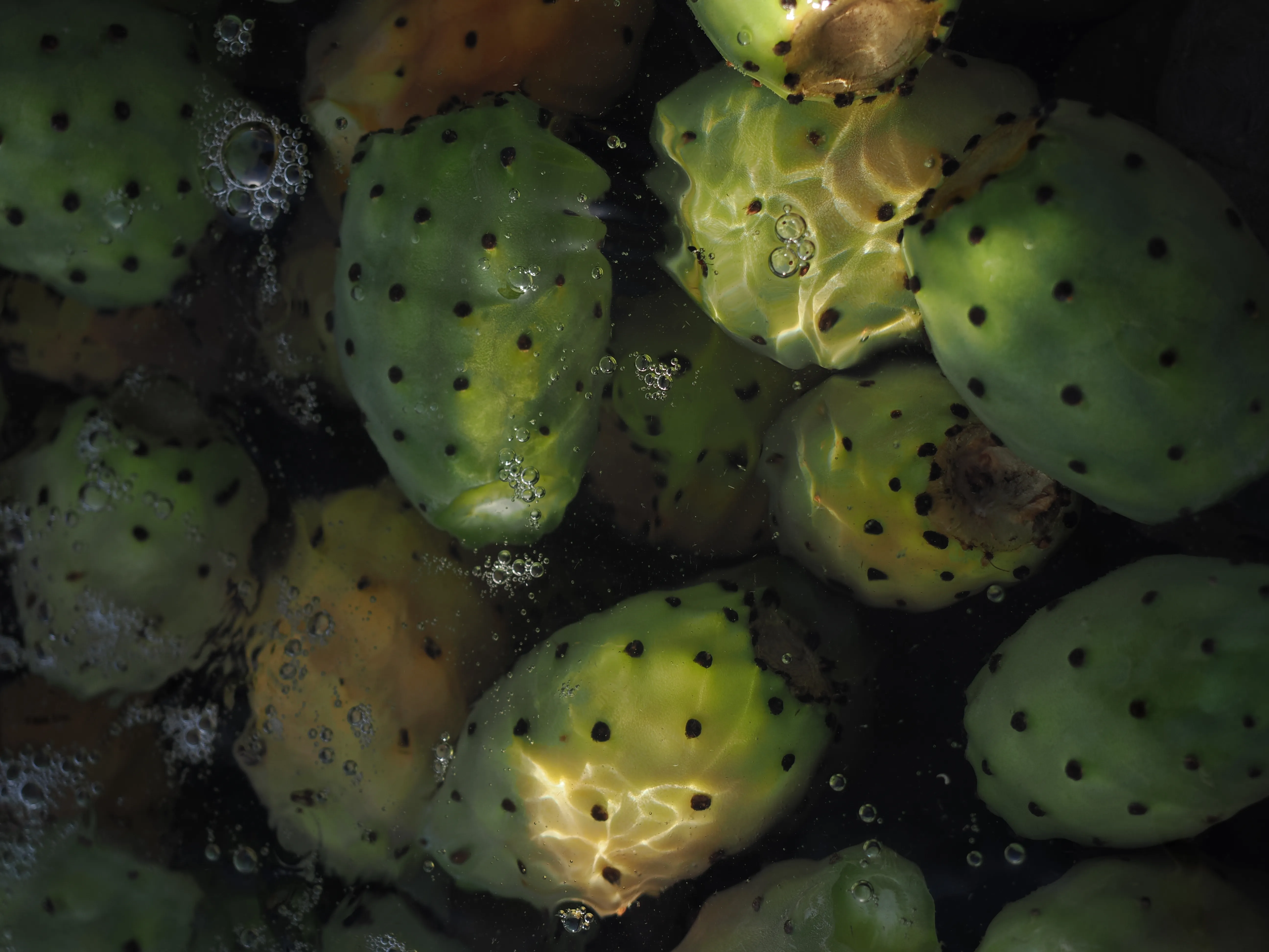 Foto fichi d'india al mare