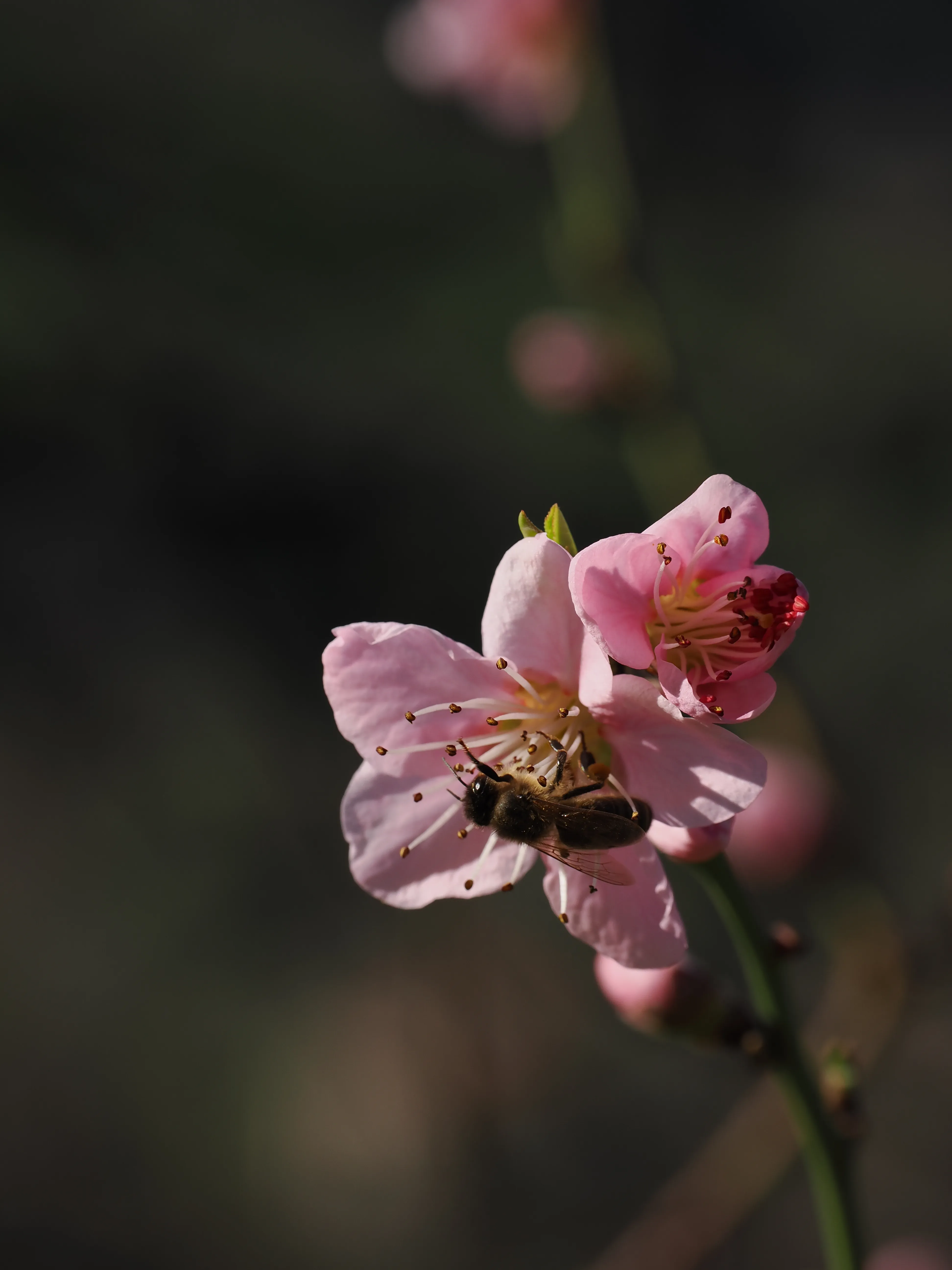 La primavera è voluttuosa