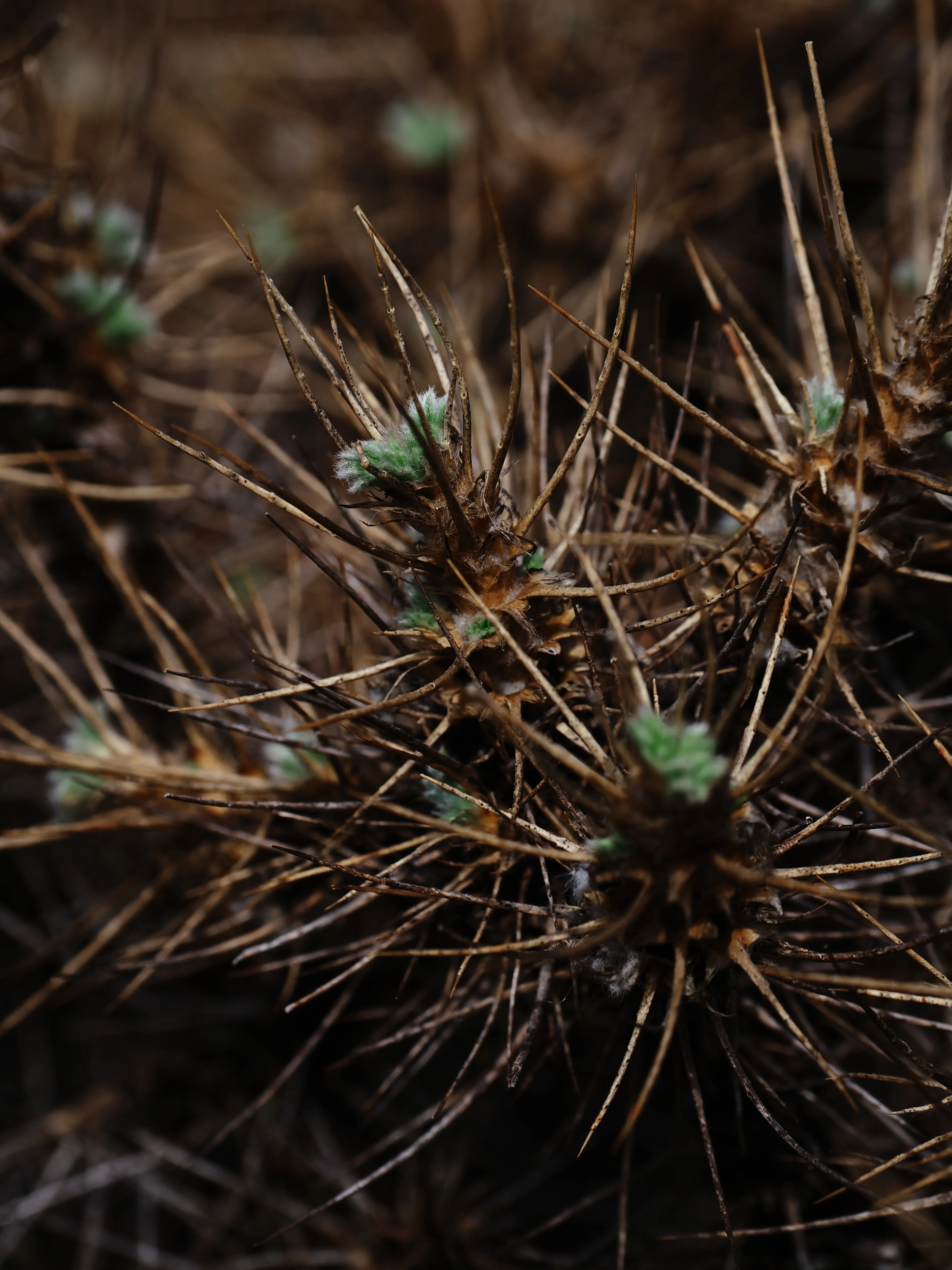 Dentro le Madonie con Matteo Orlando. Racconto visivo tra bellezza e mutamento