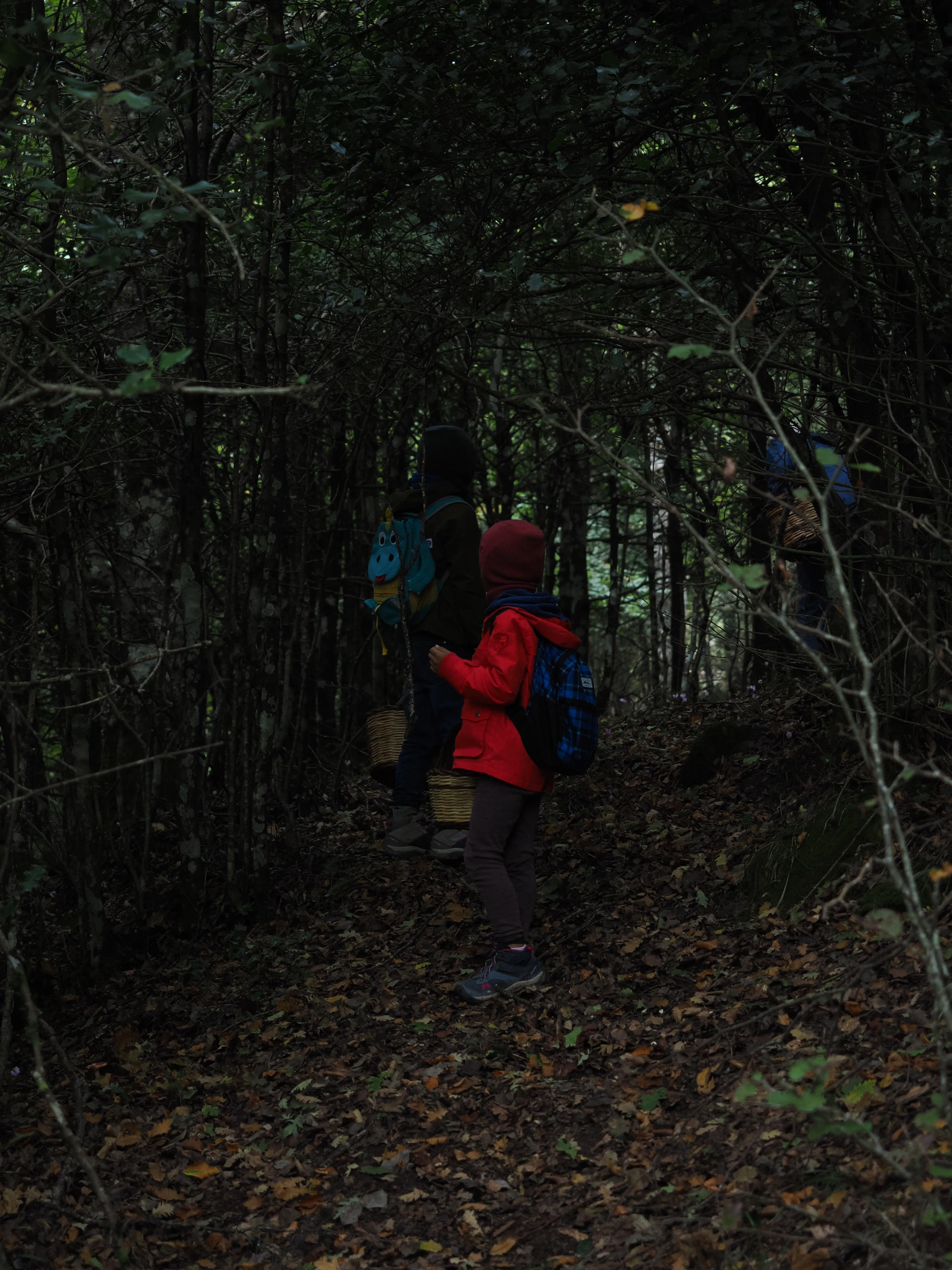Miconauti. La gioia di esplorare il bosco
