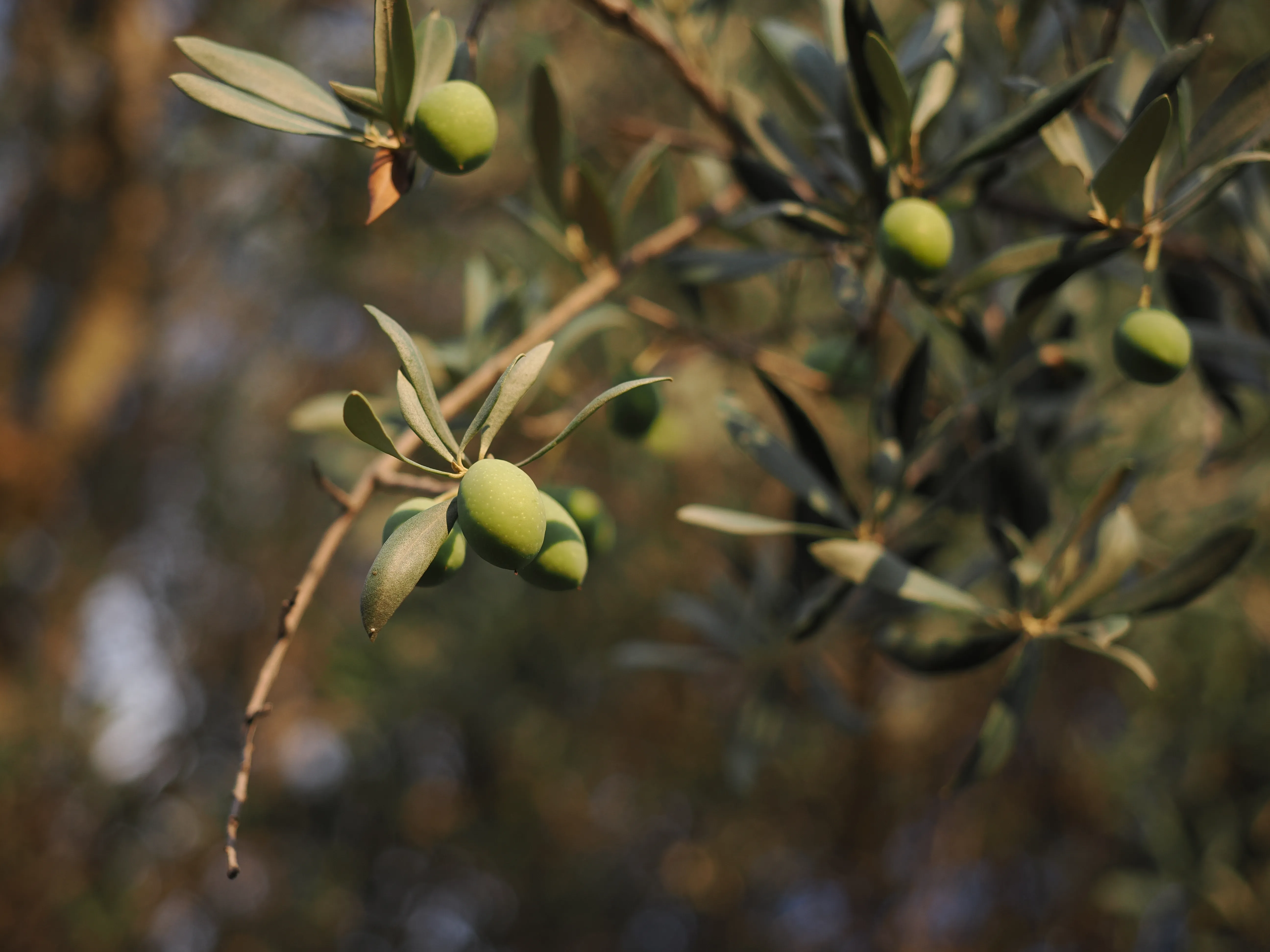 Dwelling in Nature with Olympus