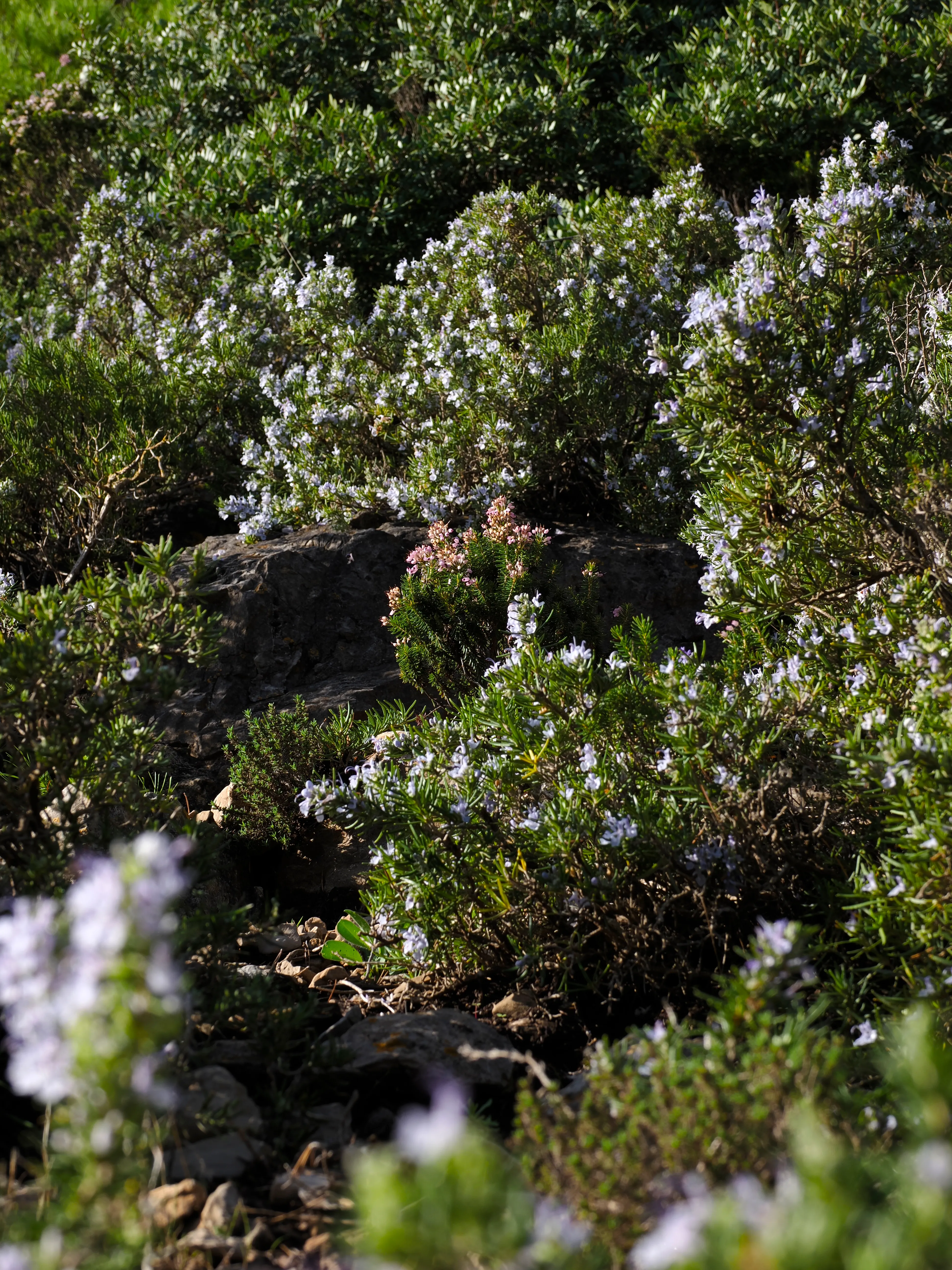 Respiro fiorito dell'autunno a Marettimo. Fotografia del sentire