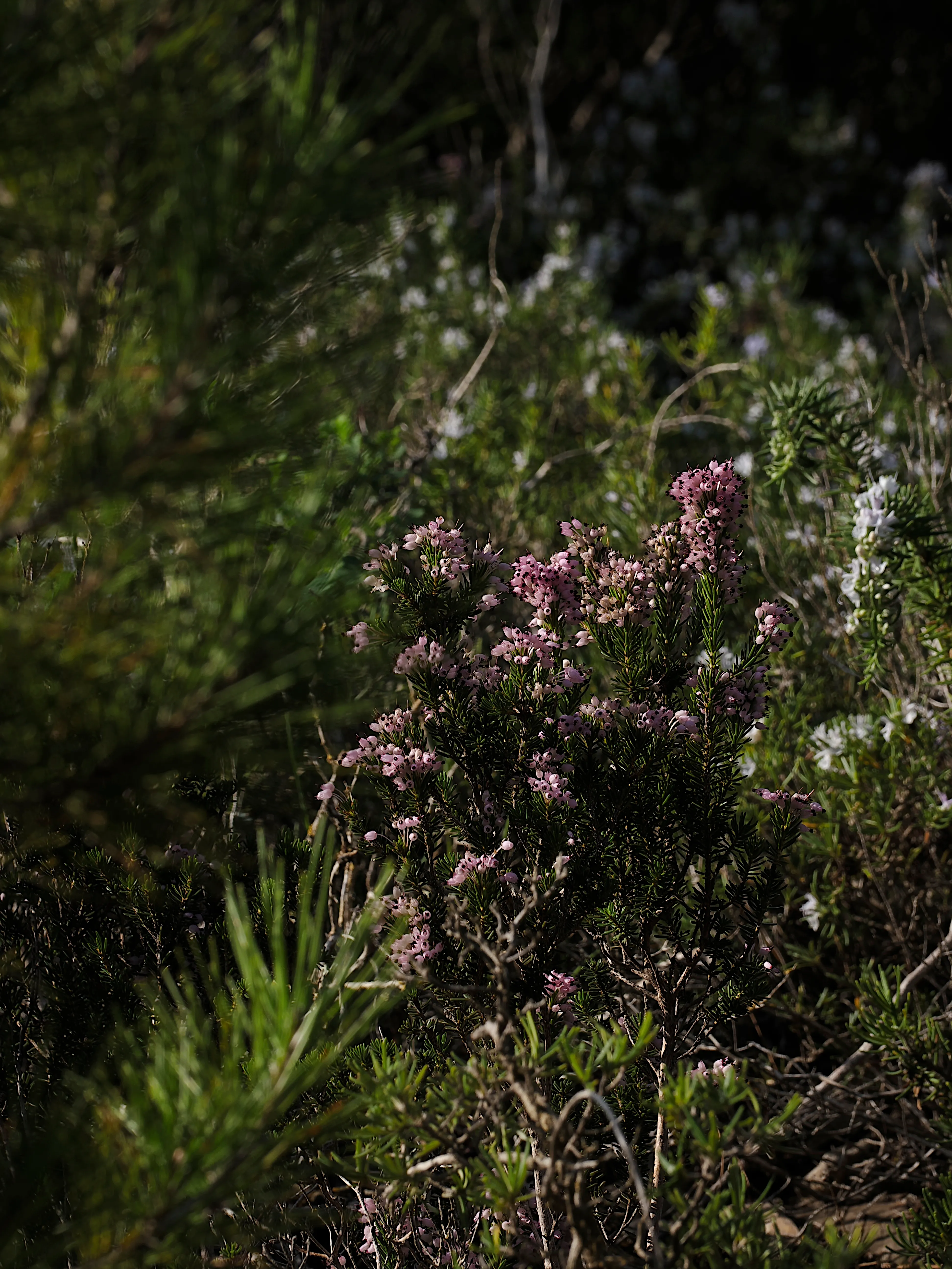 Respiro fiorito dell'autunno a Marettimo. Fotografia del sentire