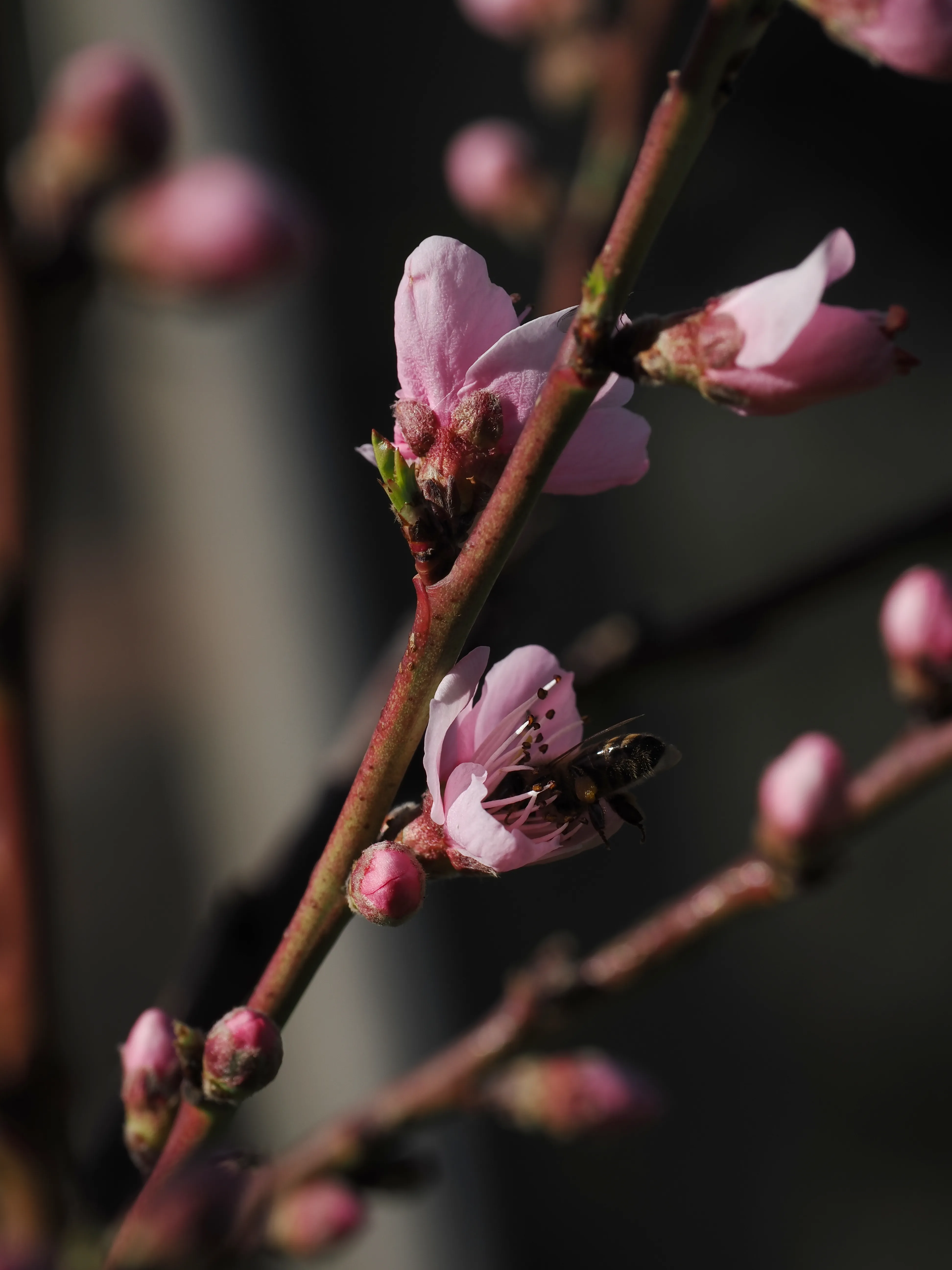 La primavera è voluttuosa