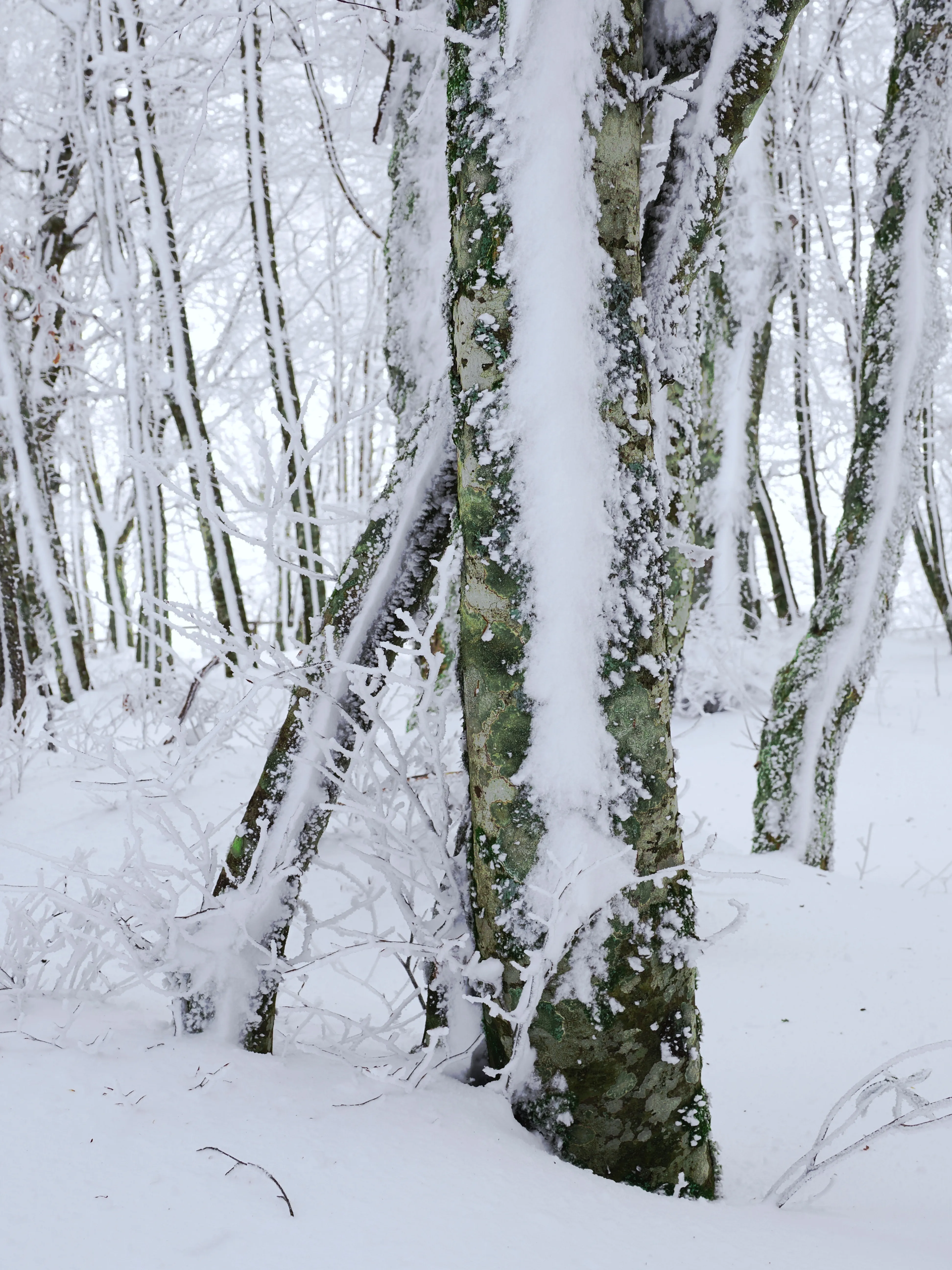 Strati di neve e libertà