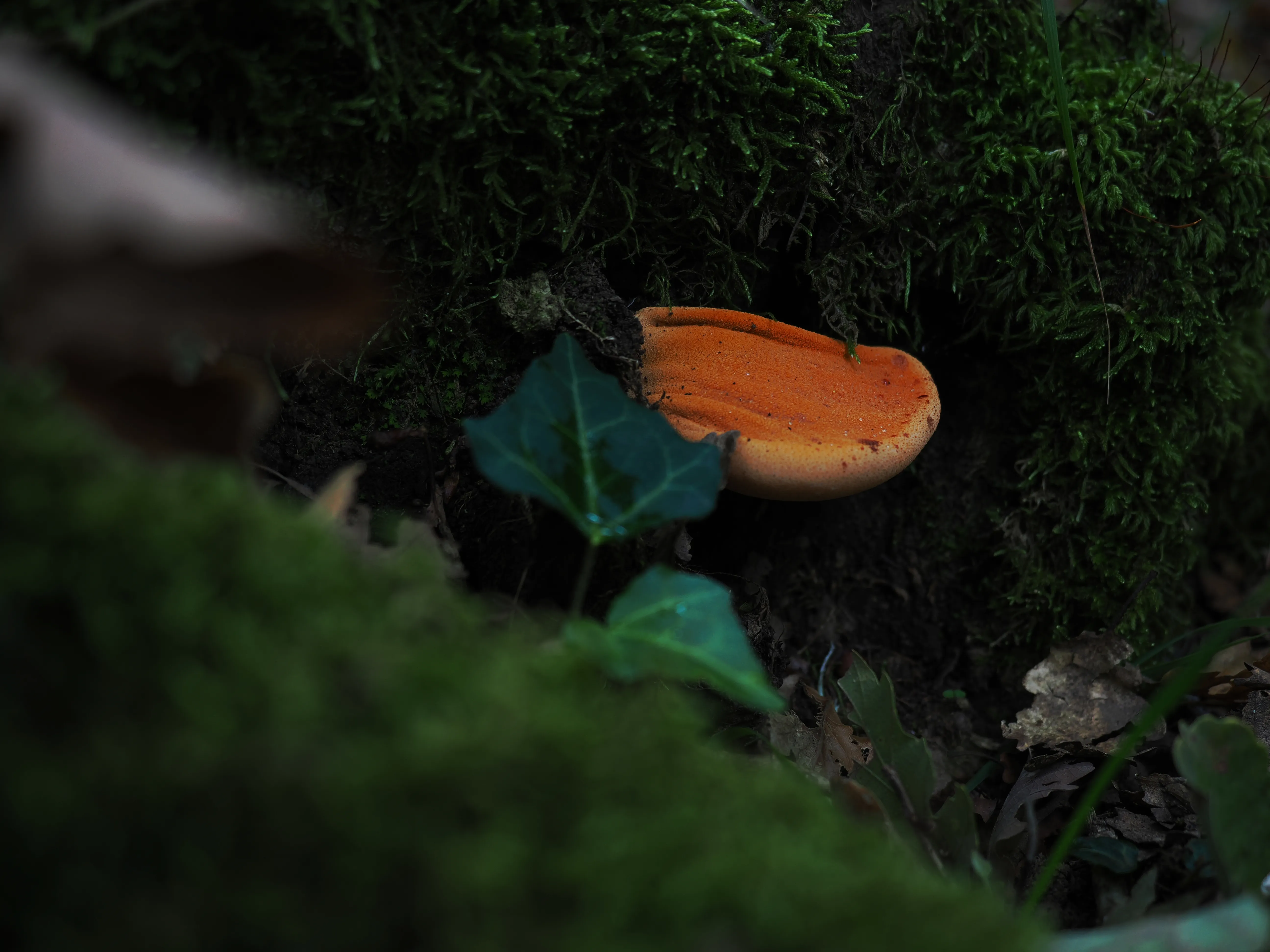 Miconauti. La gioia di esplorare il bosco