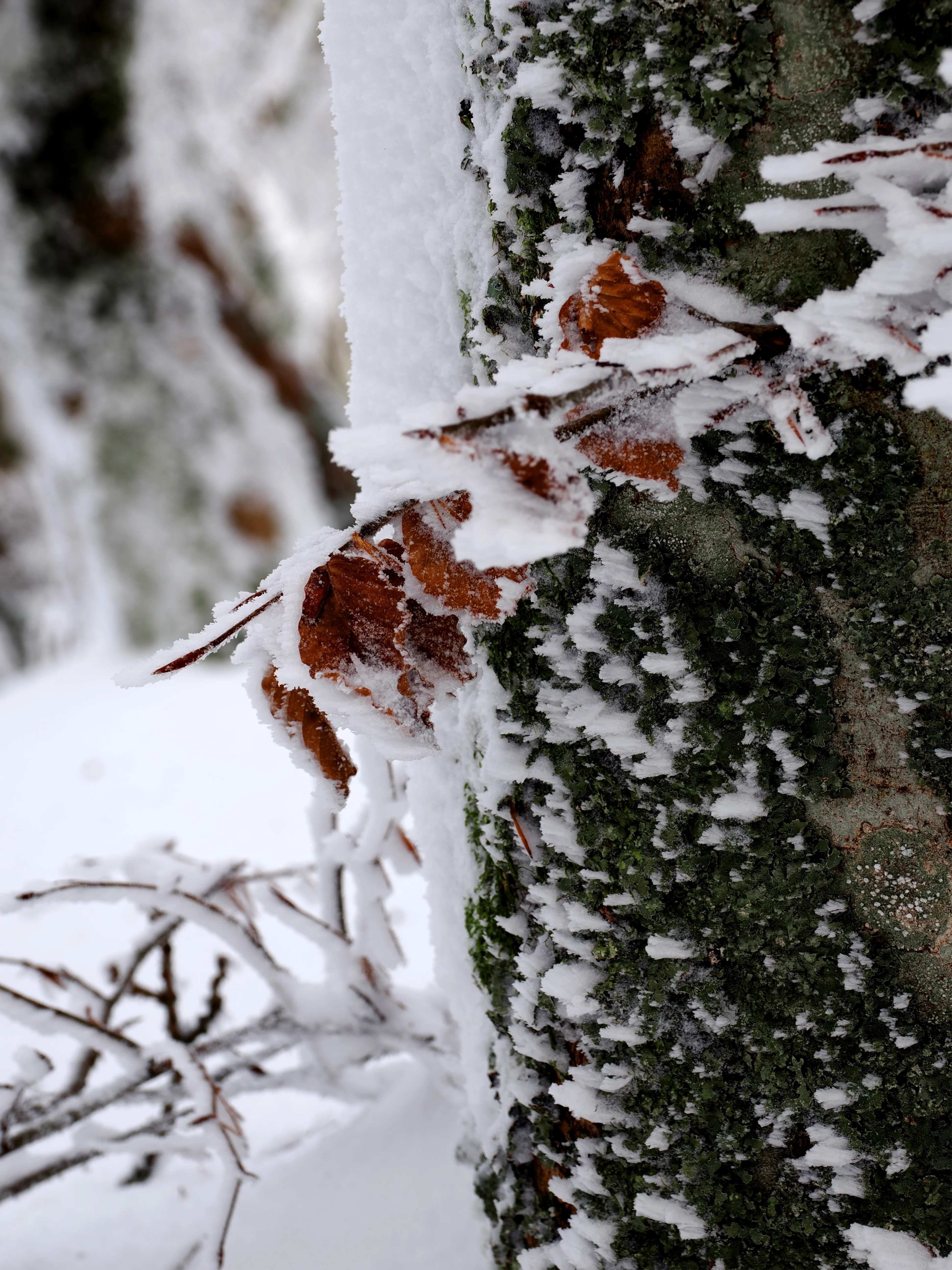 Strati di neve e libertà
