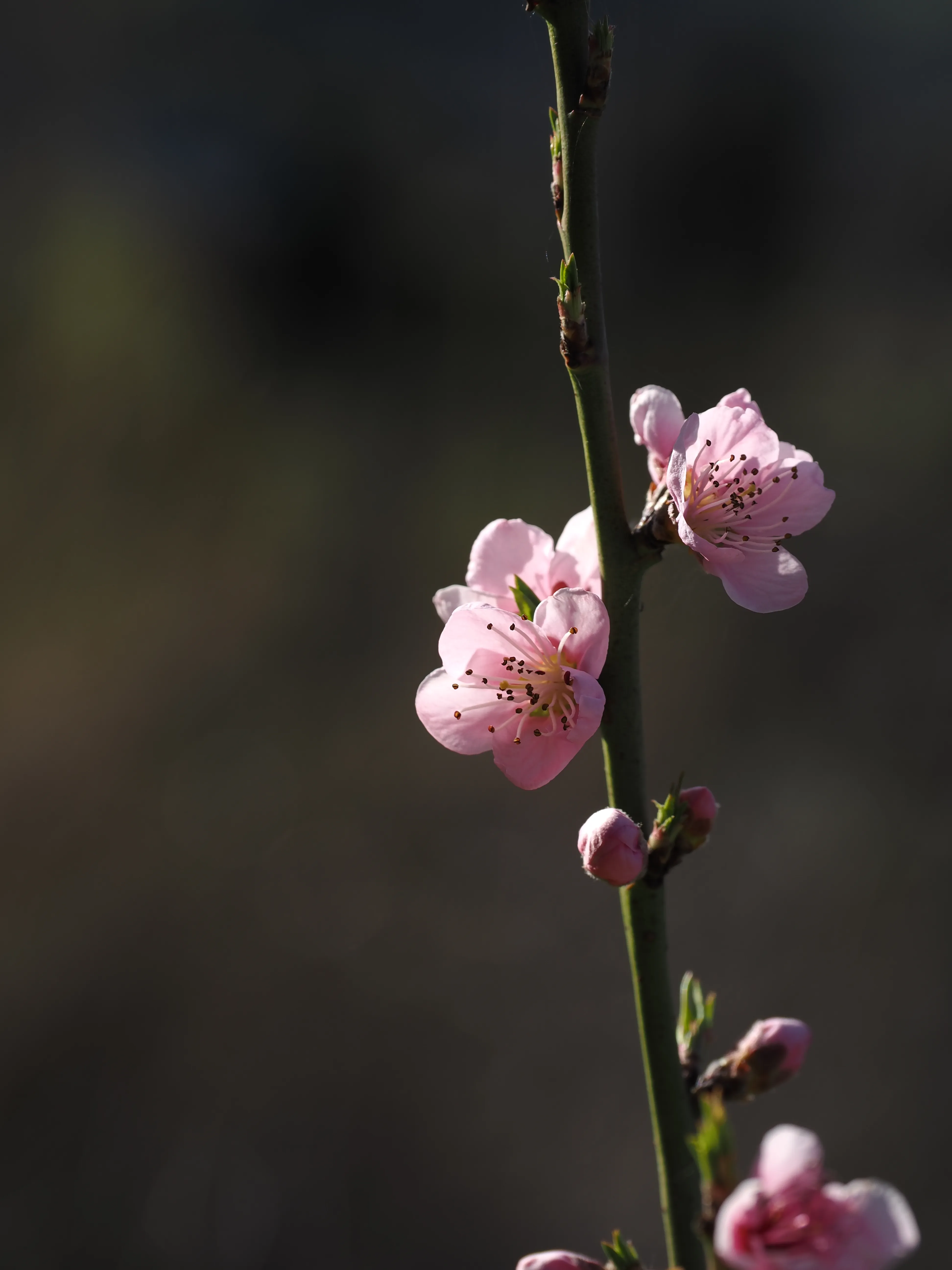 La primavera è voluttuosa