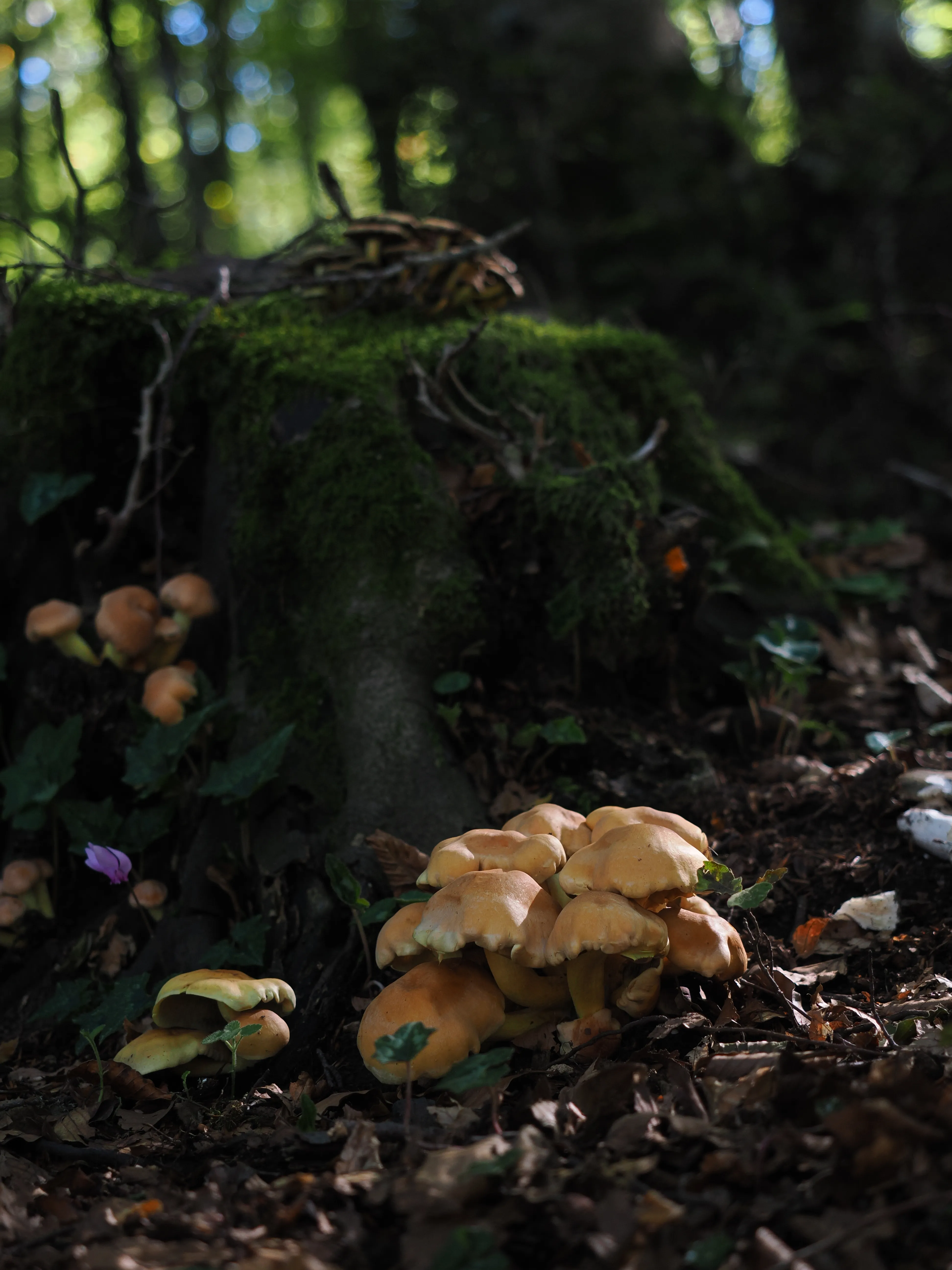 Miconauti. La gioia di esplorare il bosco