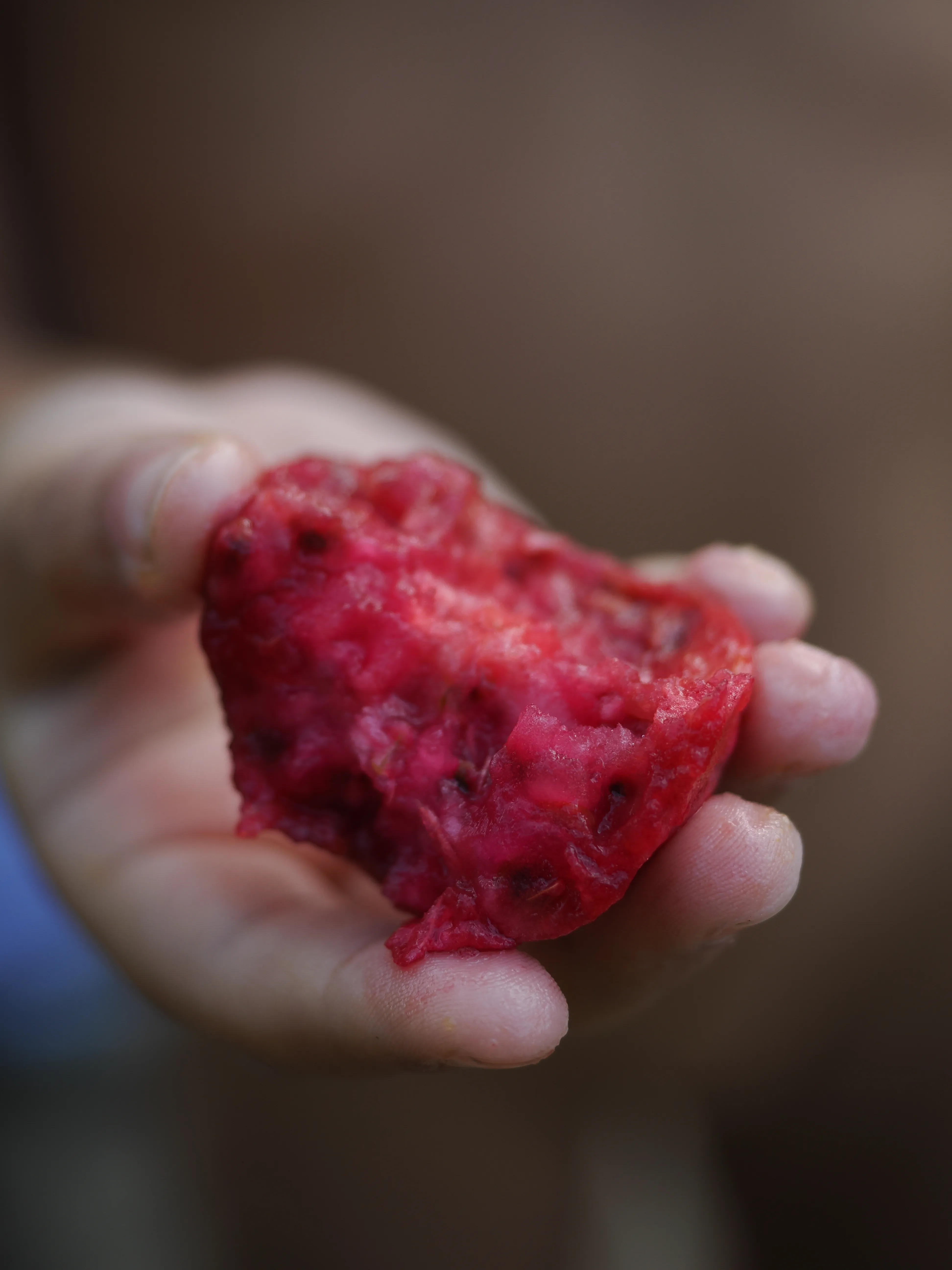 Dwelling in Nature with Olympus