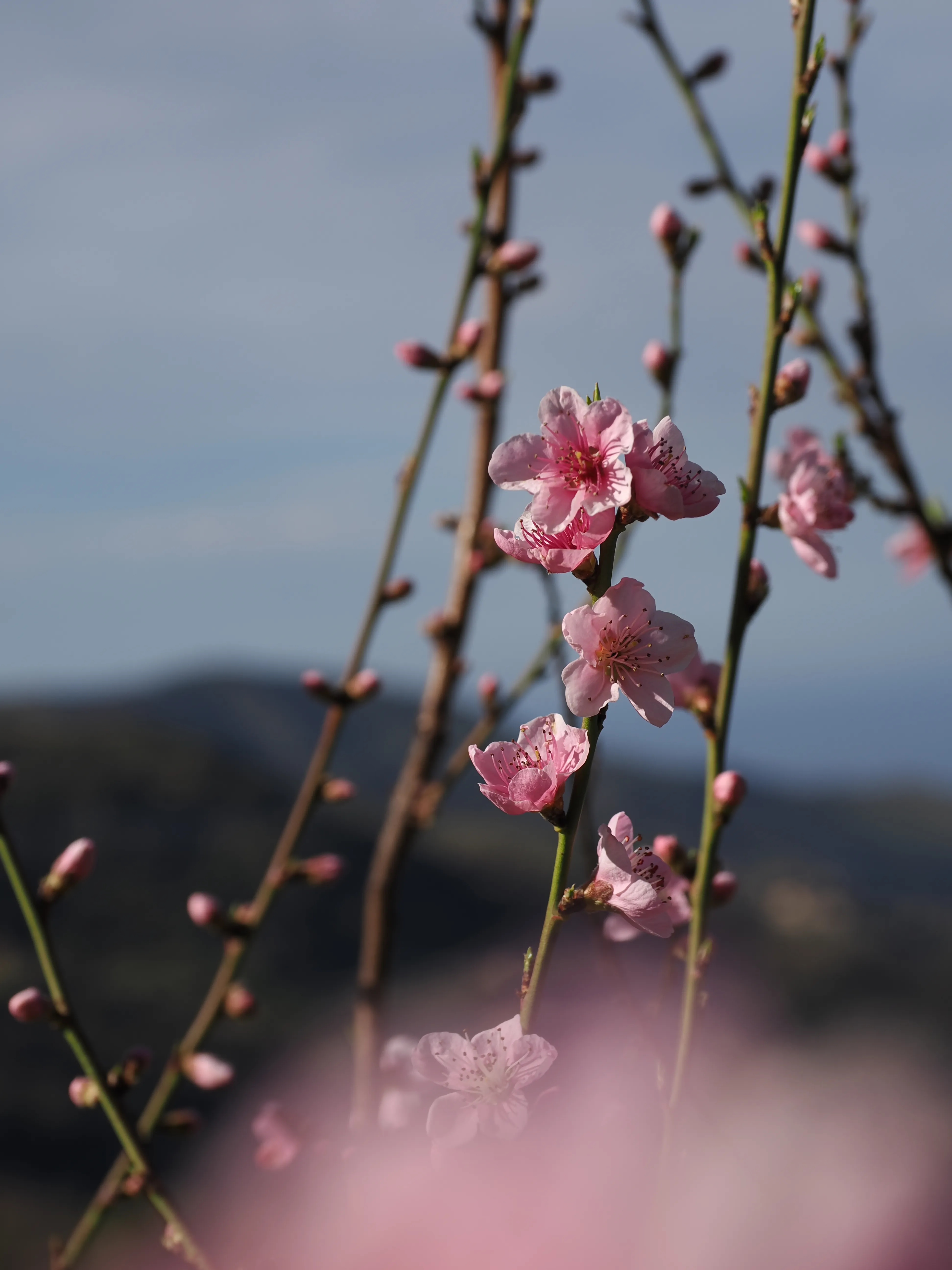 La primavera è voluttuosa